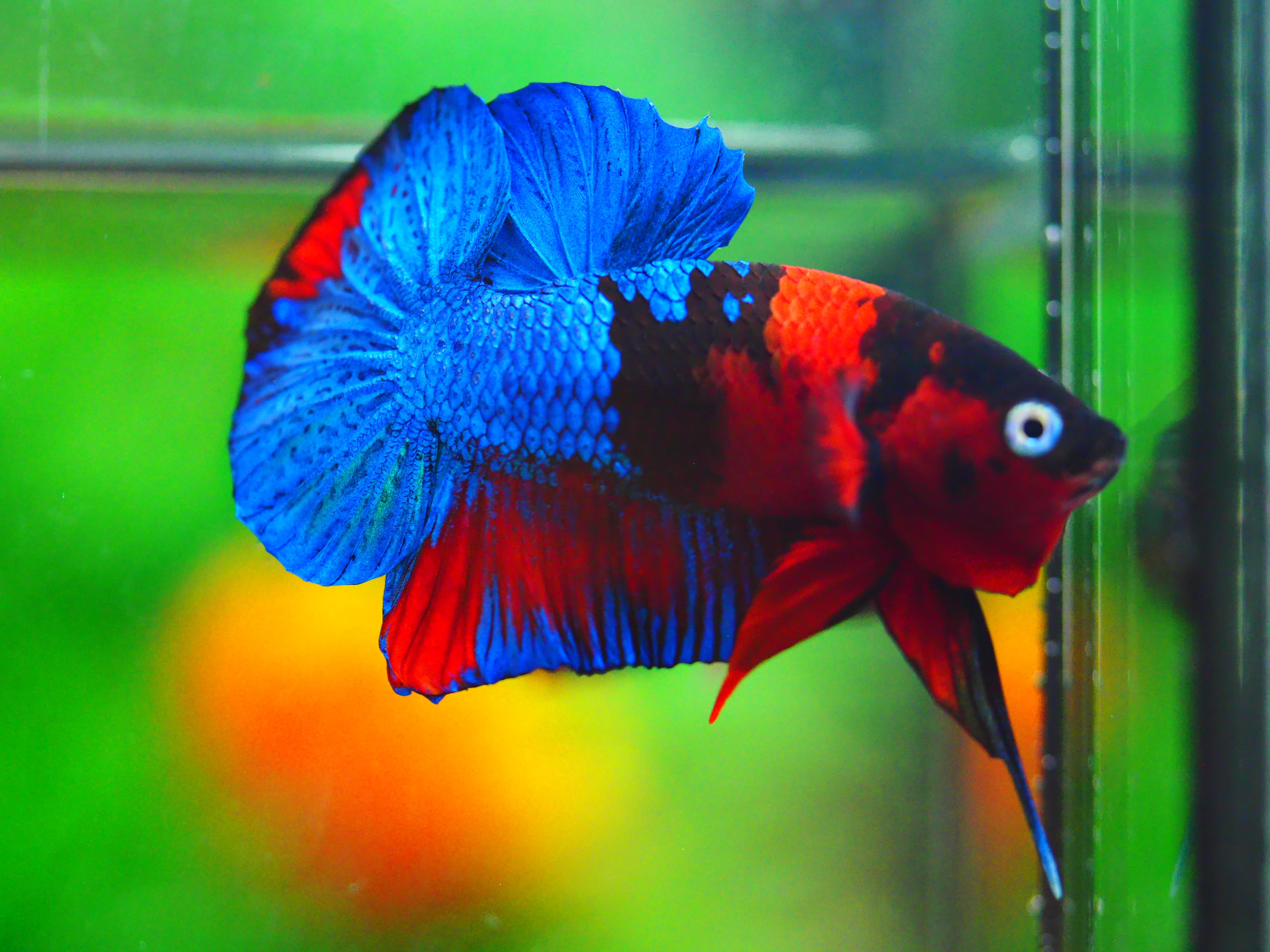 HMPK KOI GALAXY MALE GRADE A +++