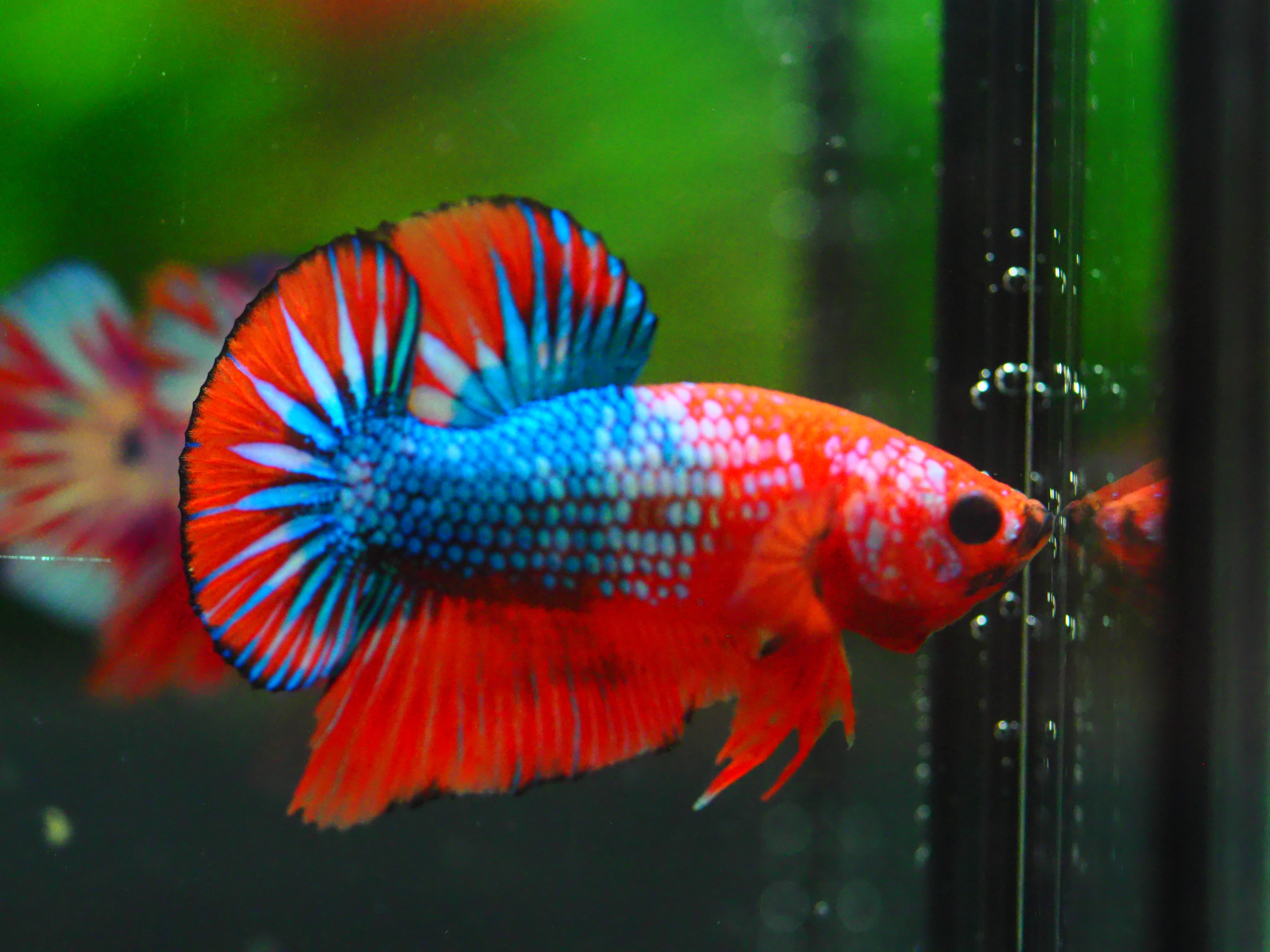 HMPK FANCY MALE GRADE A +++