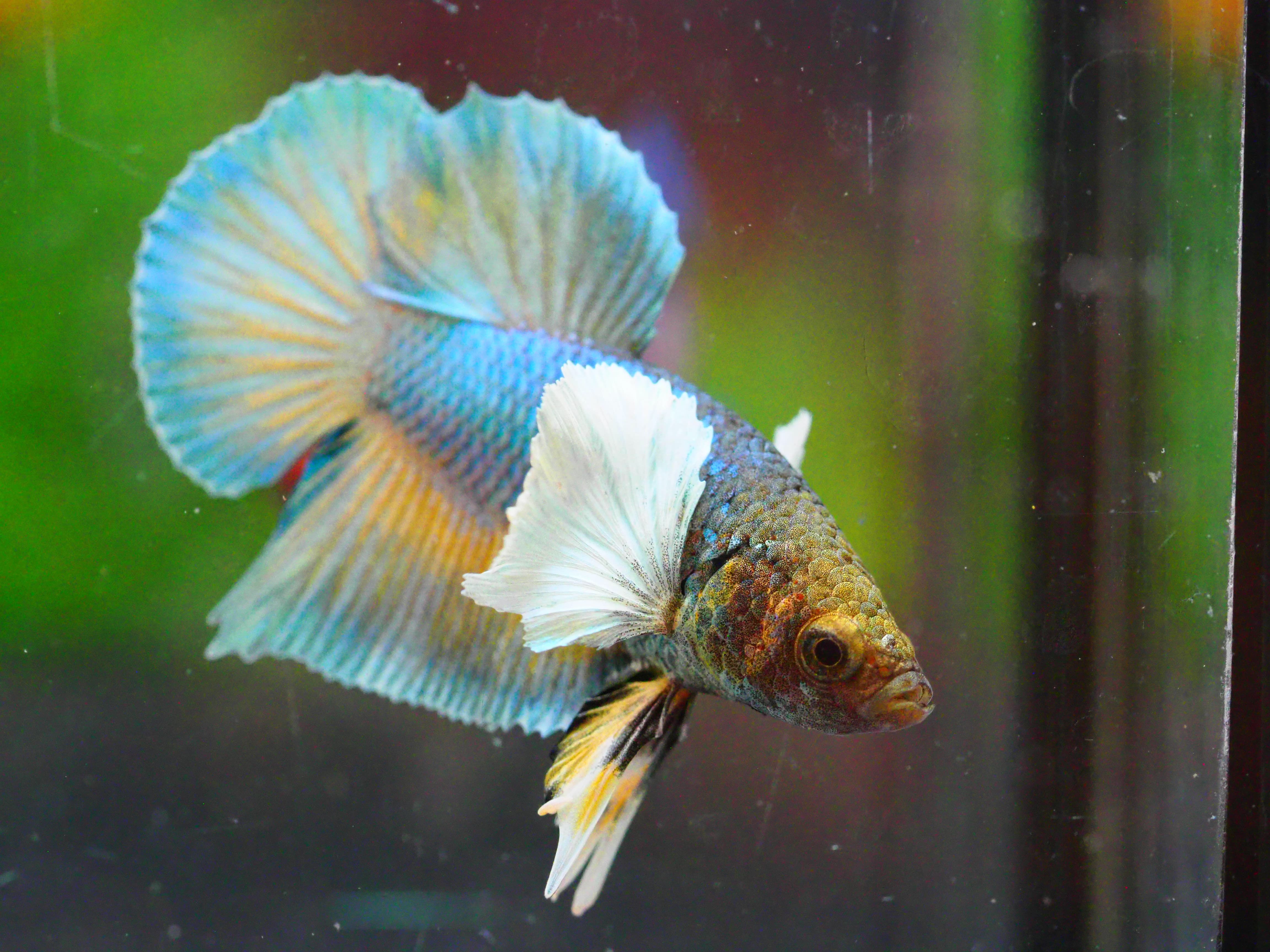 HMPK DUMBO MALE GRADE A +++