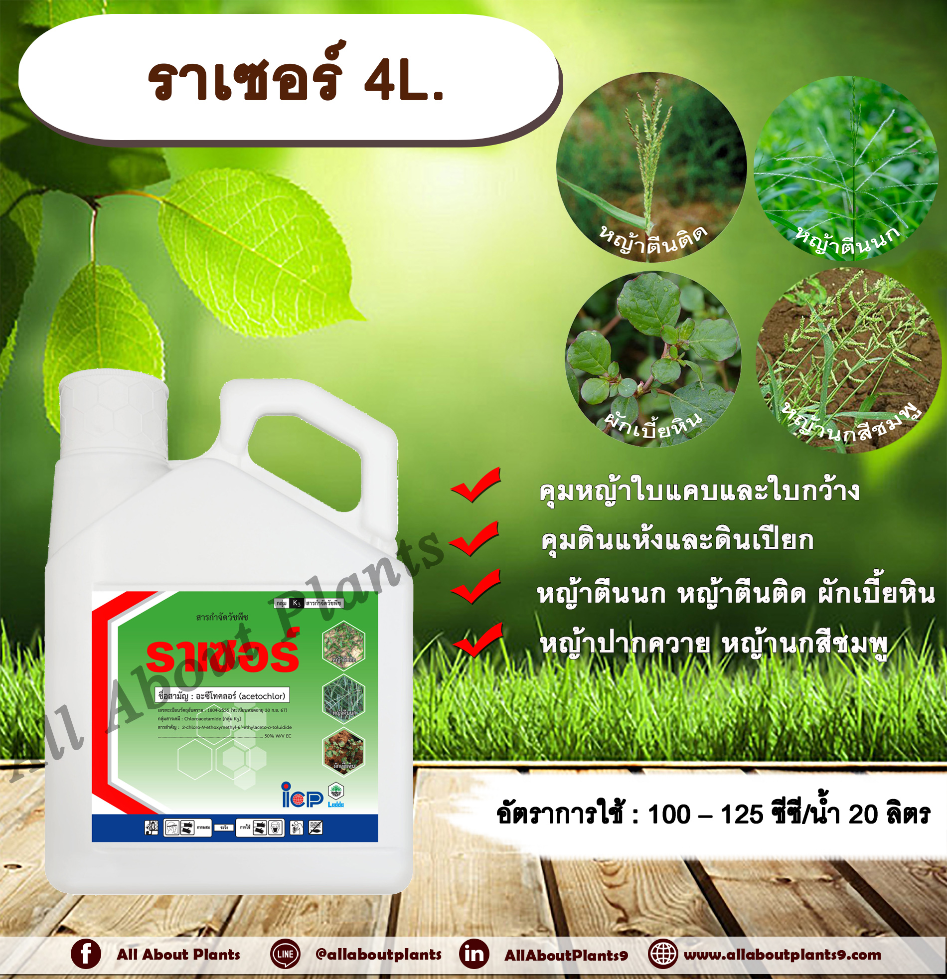 ราเซอร์ 4L.อะซีโทคลอร์ อะเซโทคลอร์ คุมหญ้า คุมวัชพืช คุมแห้ง สารกำจัดวัชพืช ใบแคบ ใบกว้าง หญ้าตีนติด หญ้าตีนกา หญ้านกสีชมพู หญ้าปากควาย ผักเบี้ยหิน ผักโขม allaboutplants ชิ้น