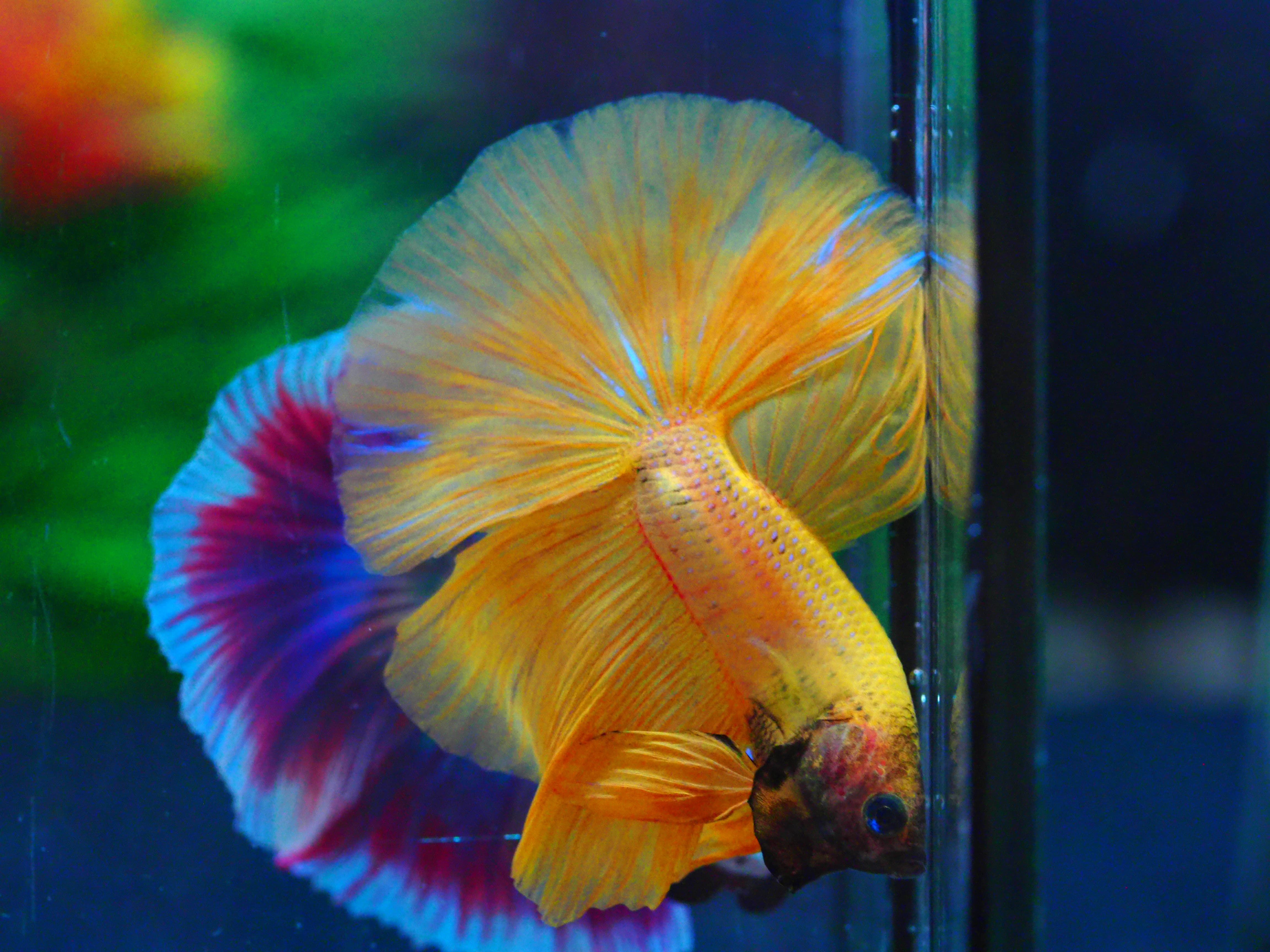 HM YELLOW MALE GRADE A +++