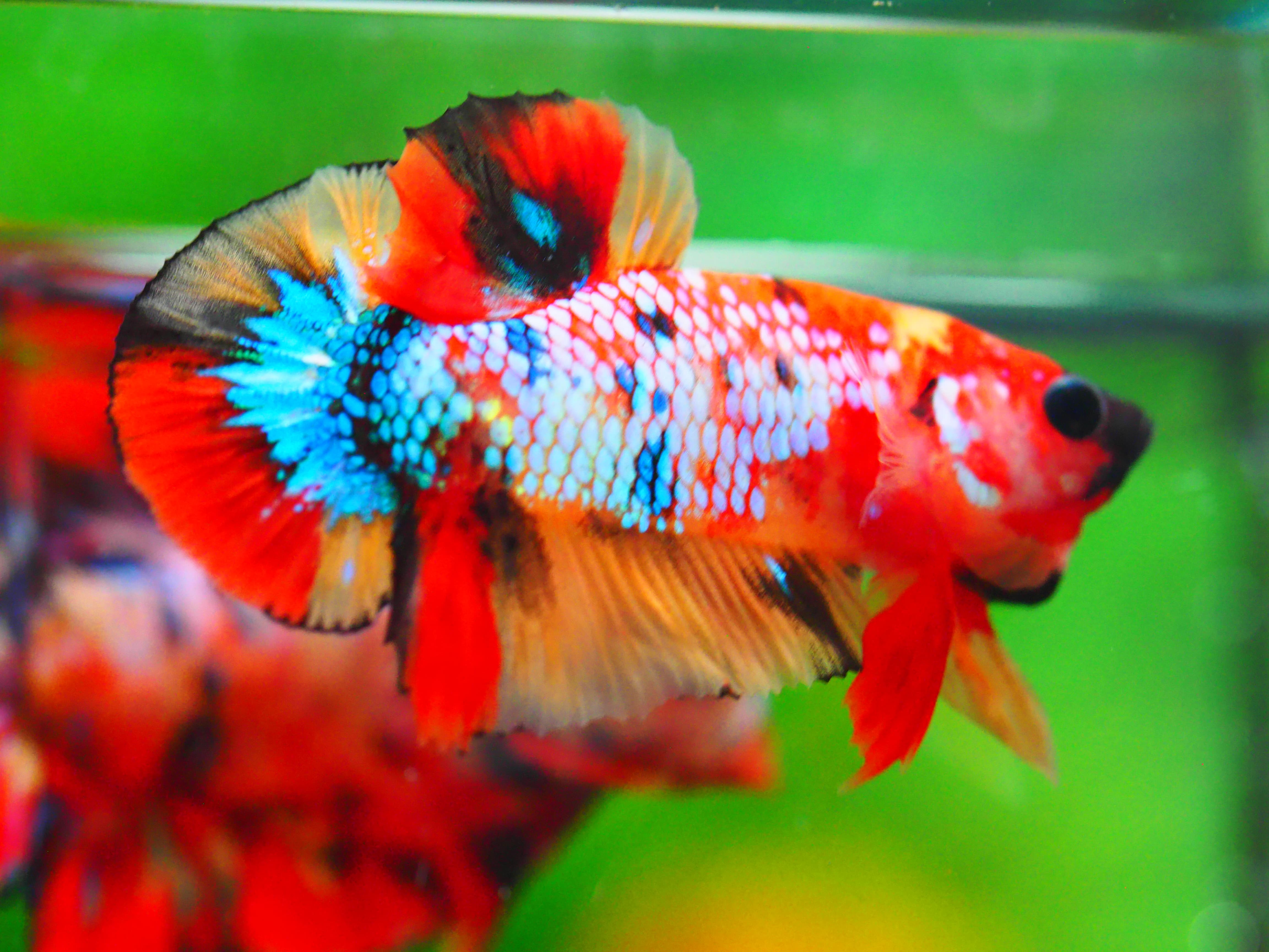 HMPK NEMO GALAXY MALE GRADE A +++