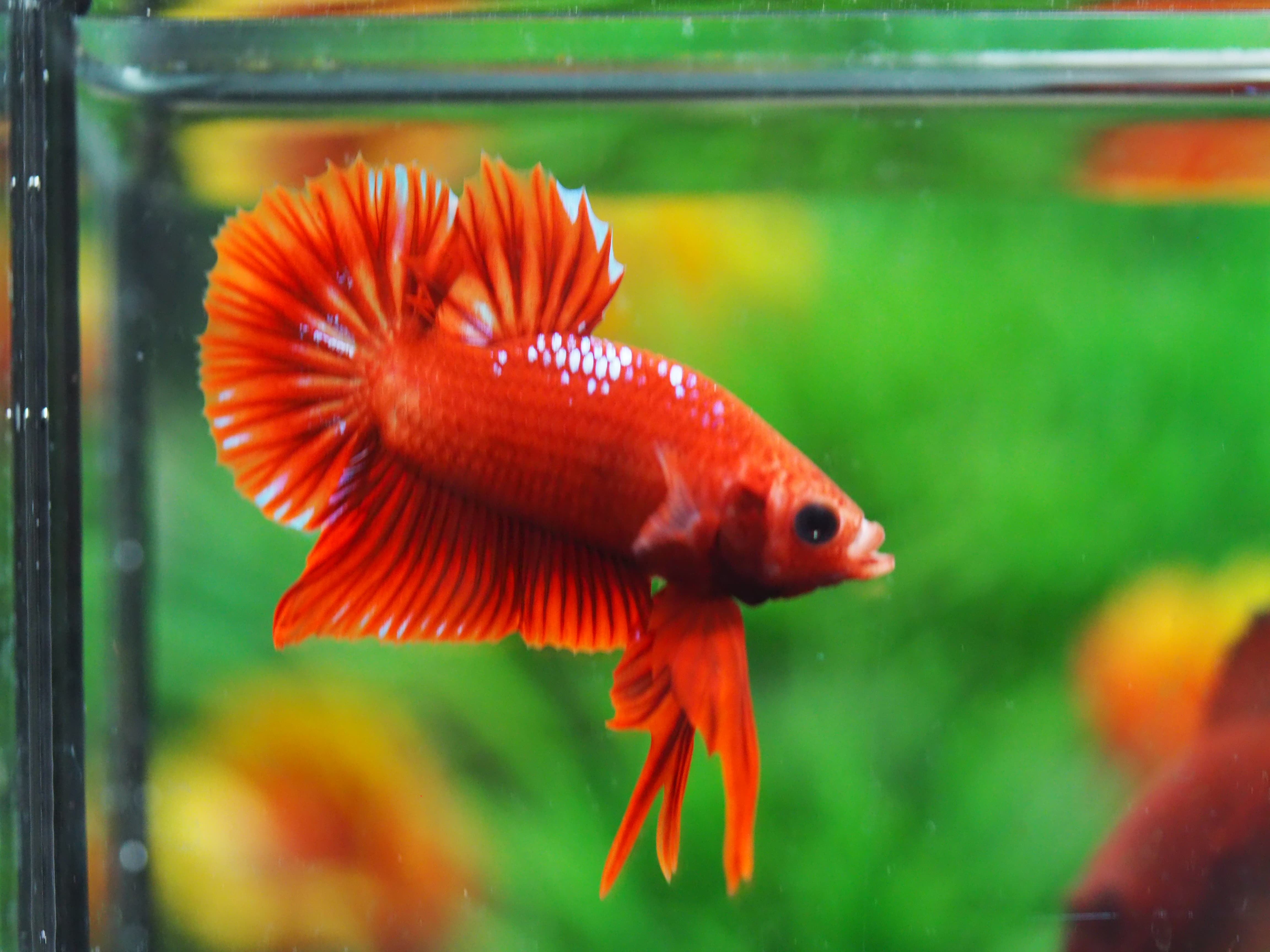 HMPK FANCY MALE GRADE A+++