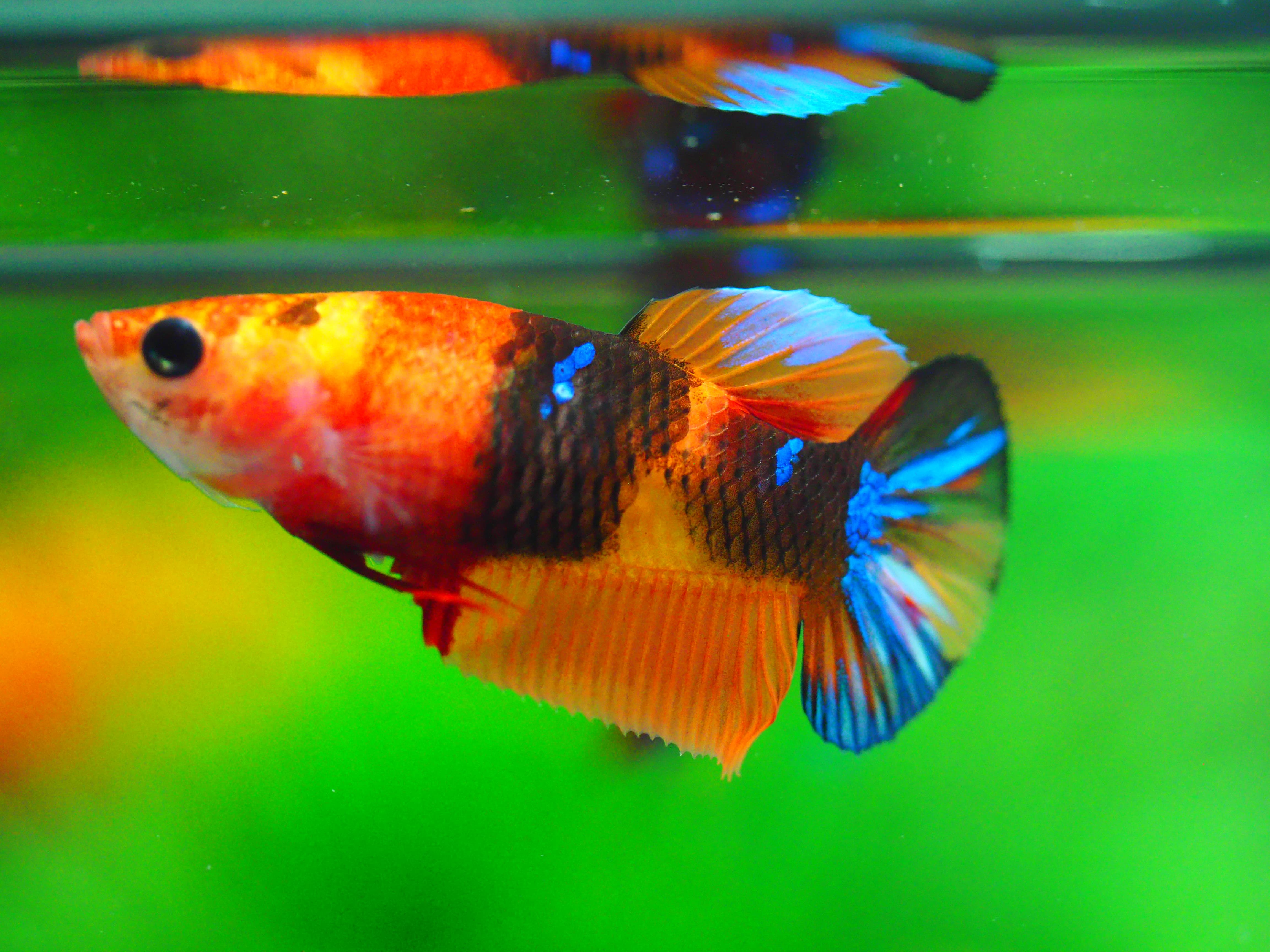 HMPK NEMO GALAXY FNMALE GRADE A +++