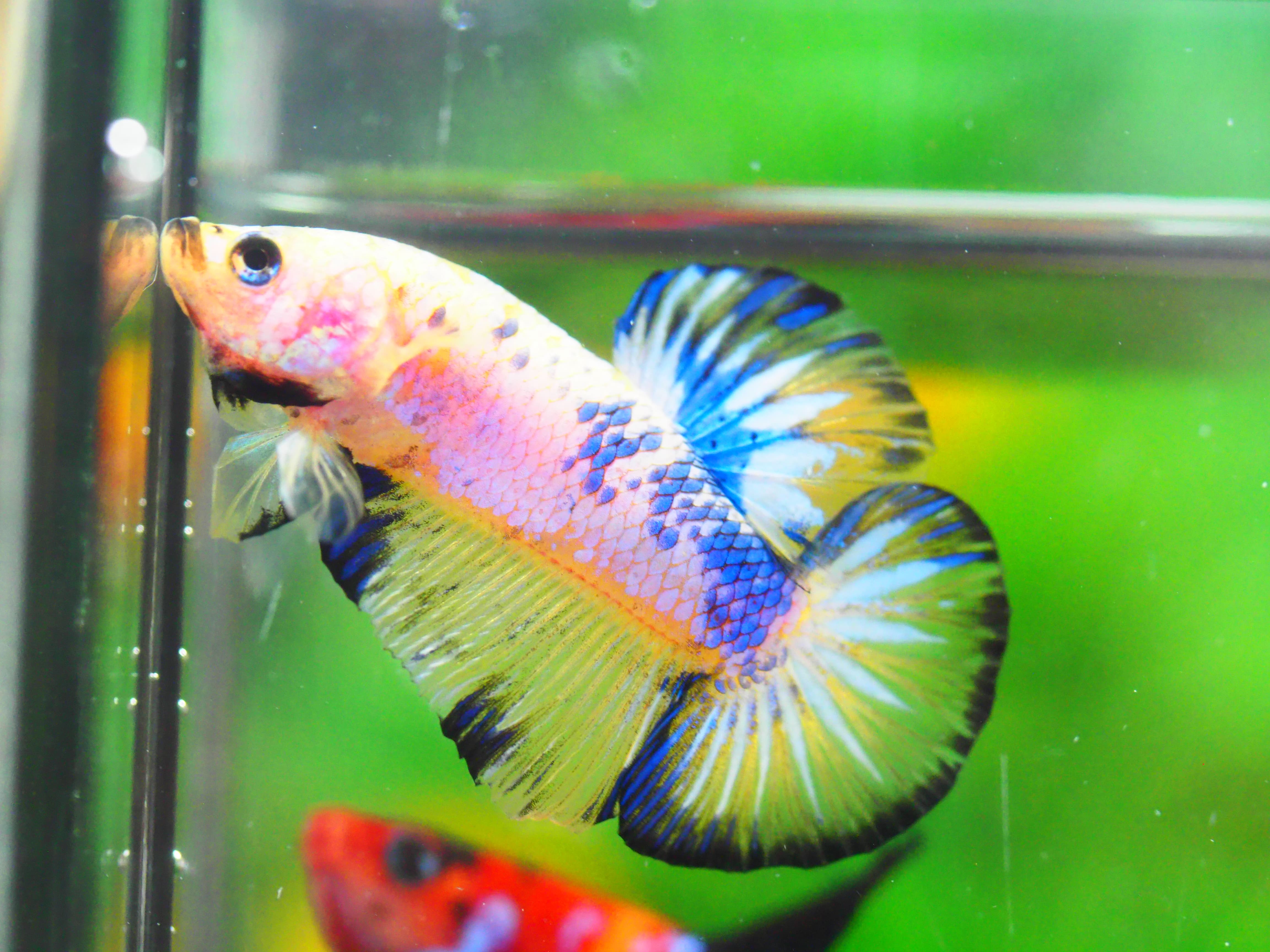 HMPK FANCY MALE GRADE A +++