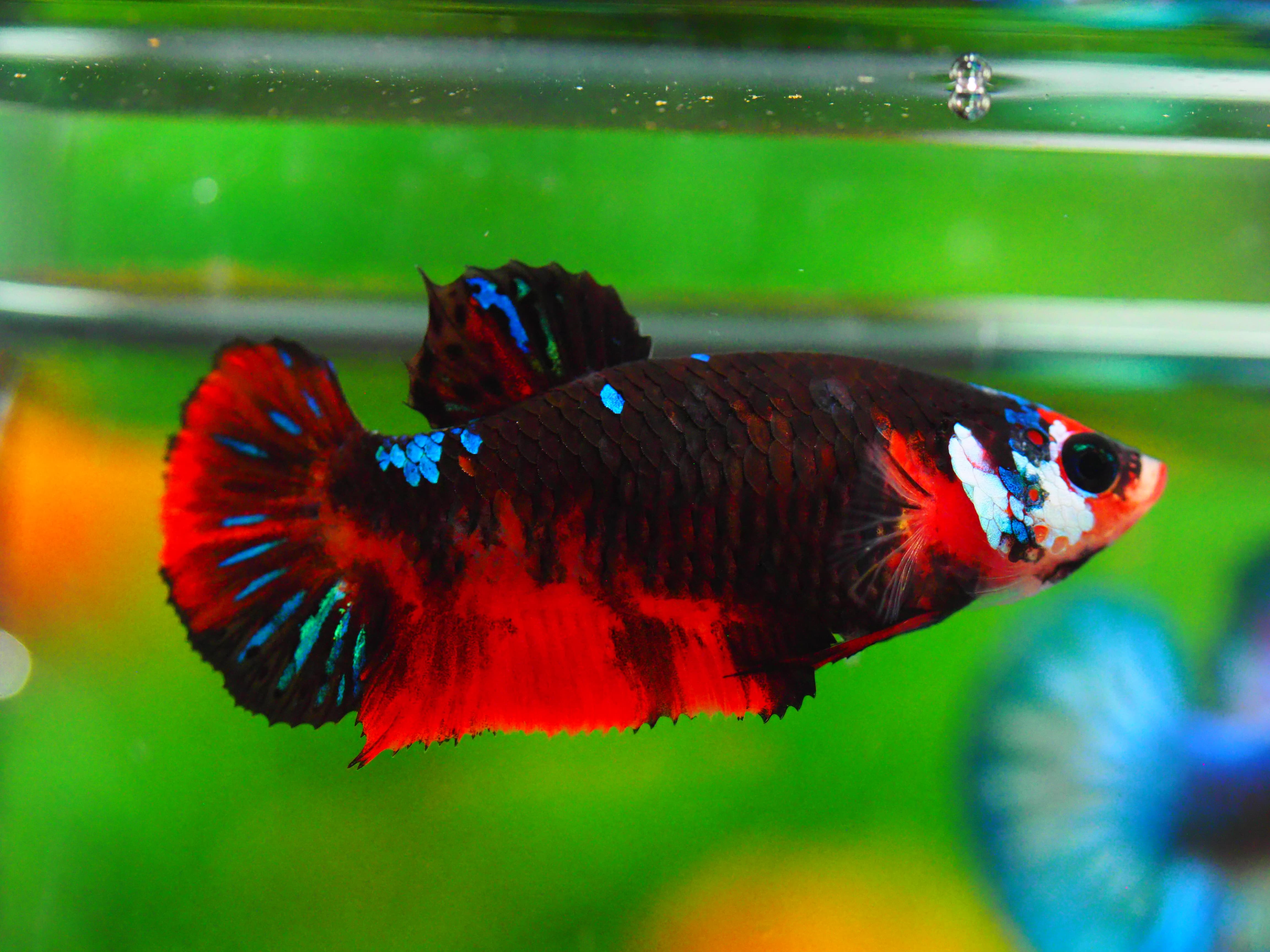 HMPK KOI GALAXY FNMALE GRADE A +++