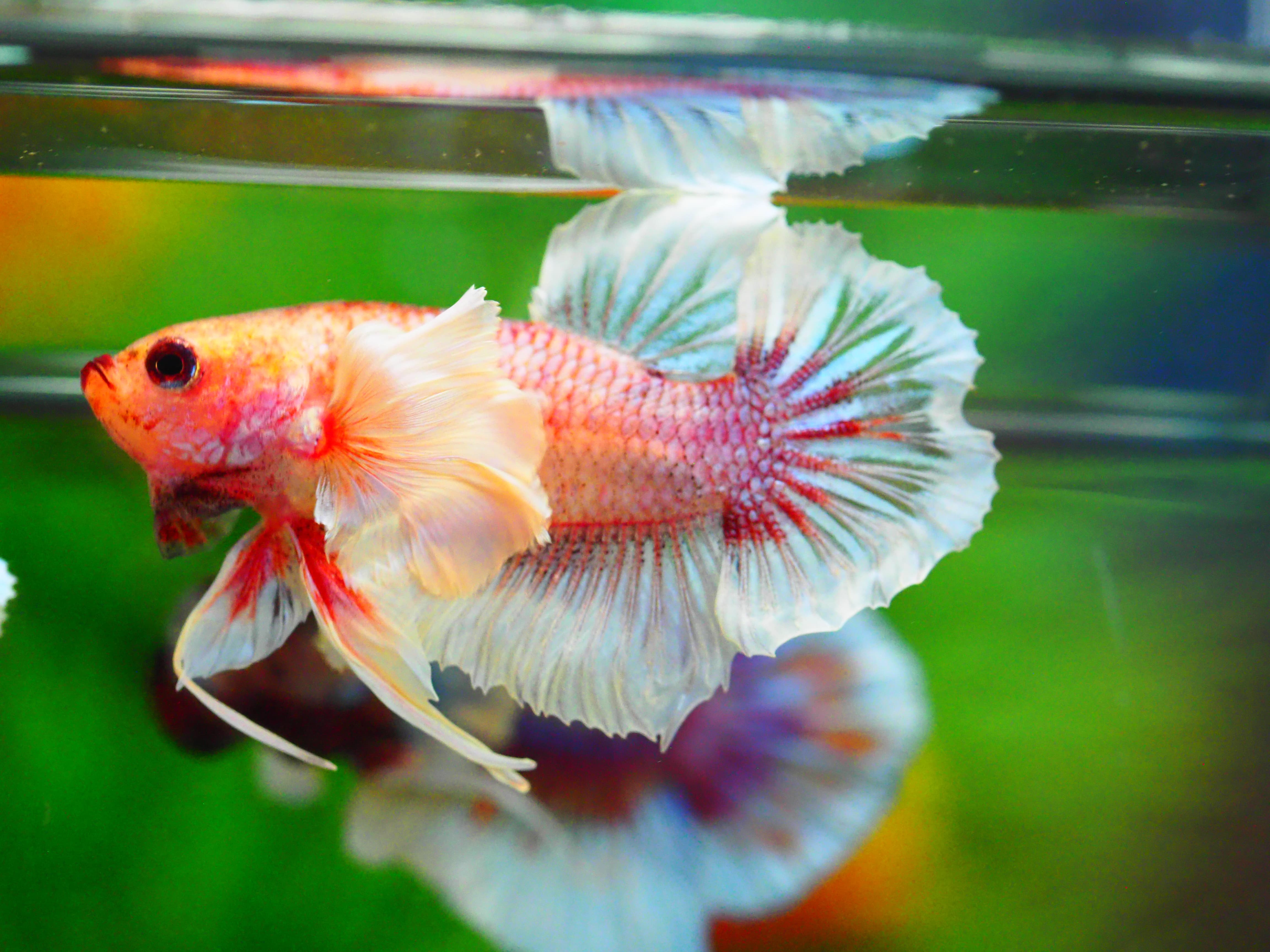 HMPK DUMBO MALE GRADE A +++