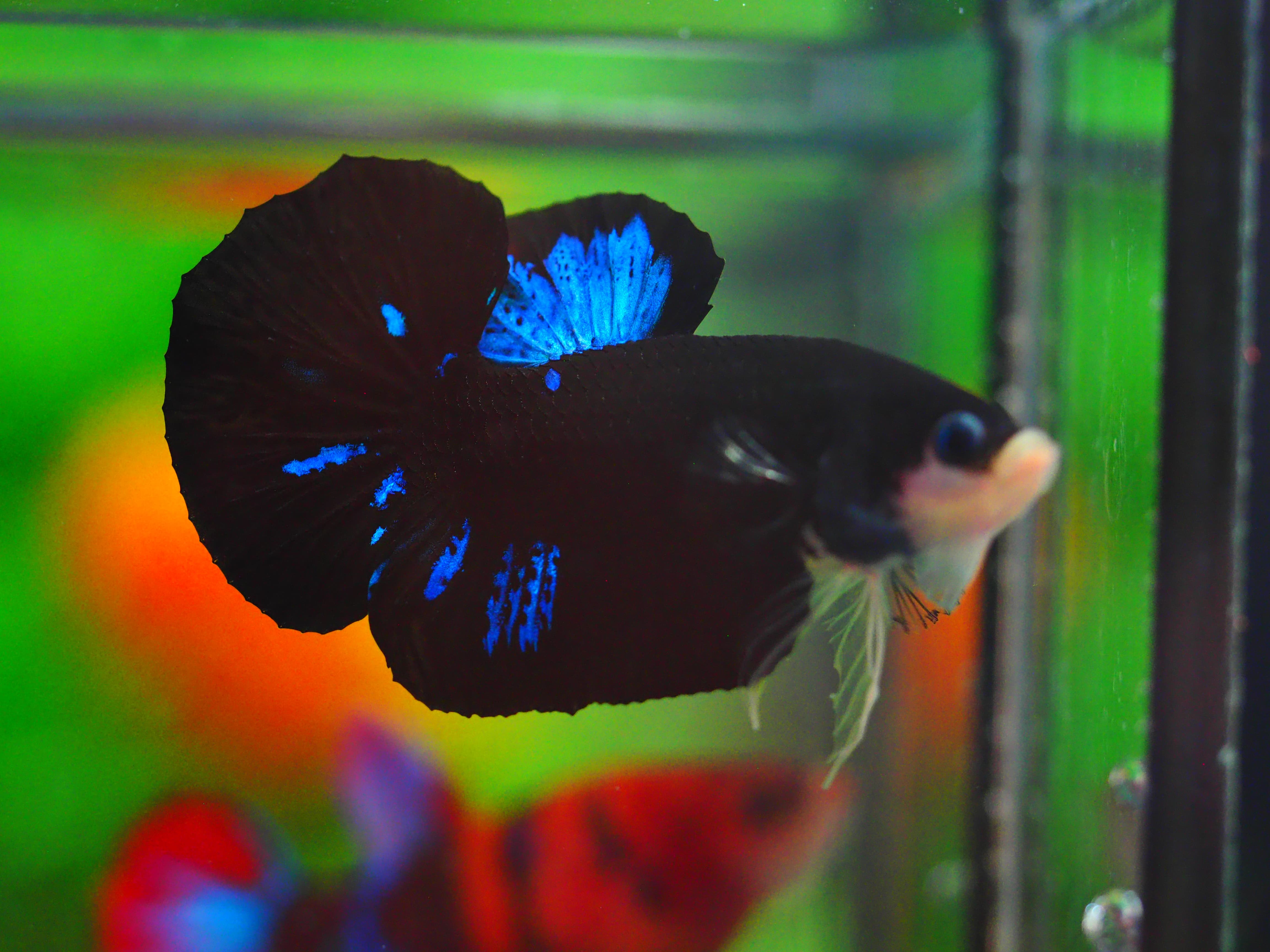 HMPK KOI GALAXY MALE GRADE A++