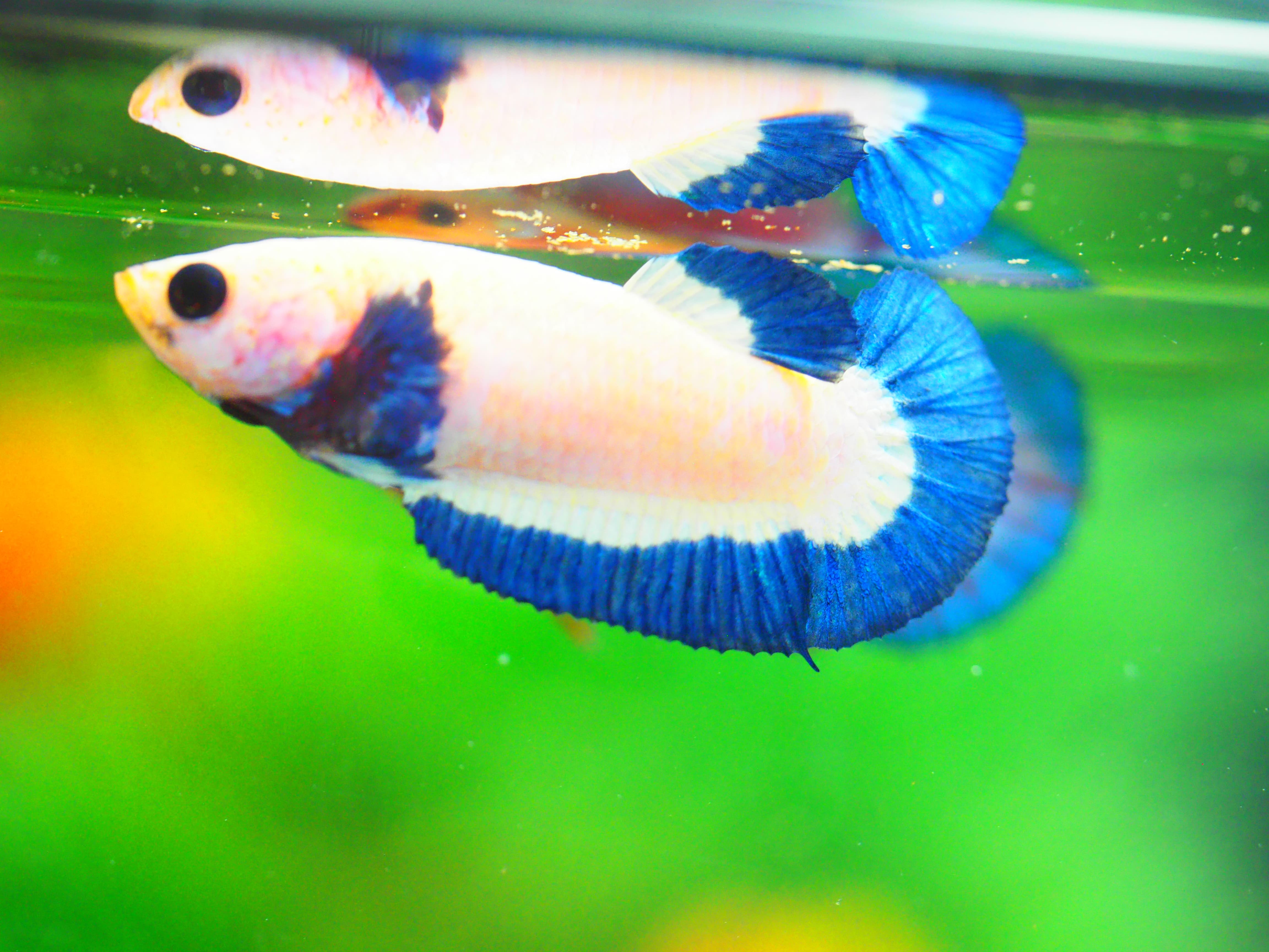 HMPK FANCY FEMALE GRADE A +++