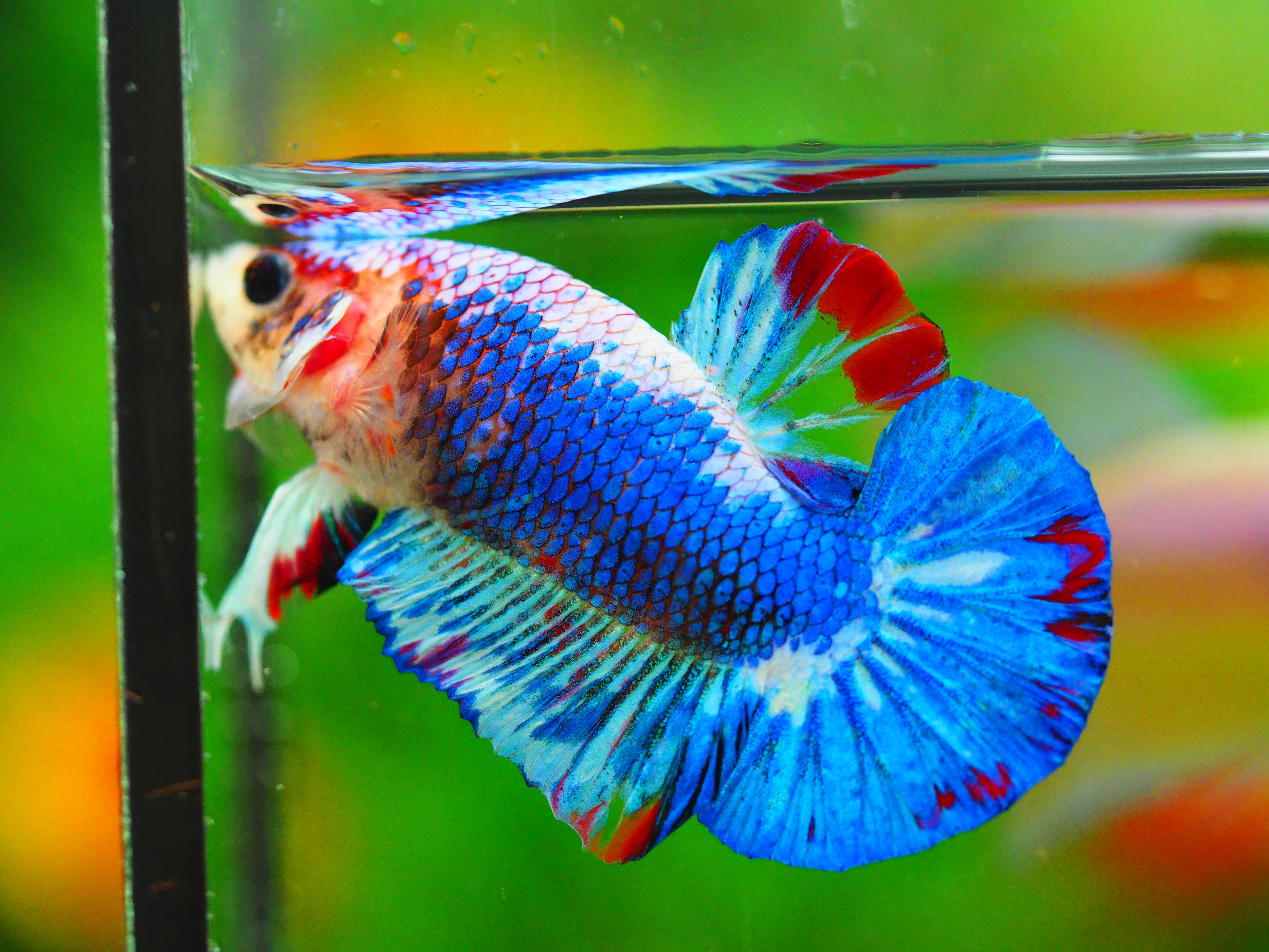 HMPK FANCY MALE GRADE A++