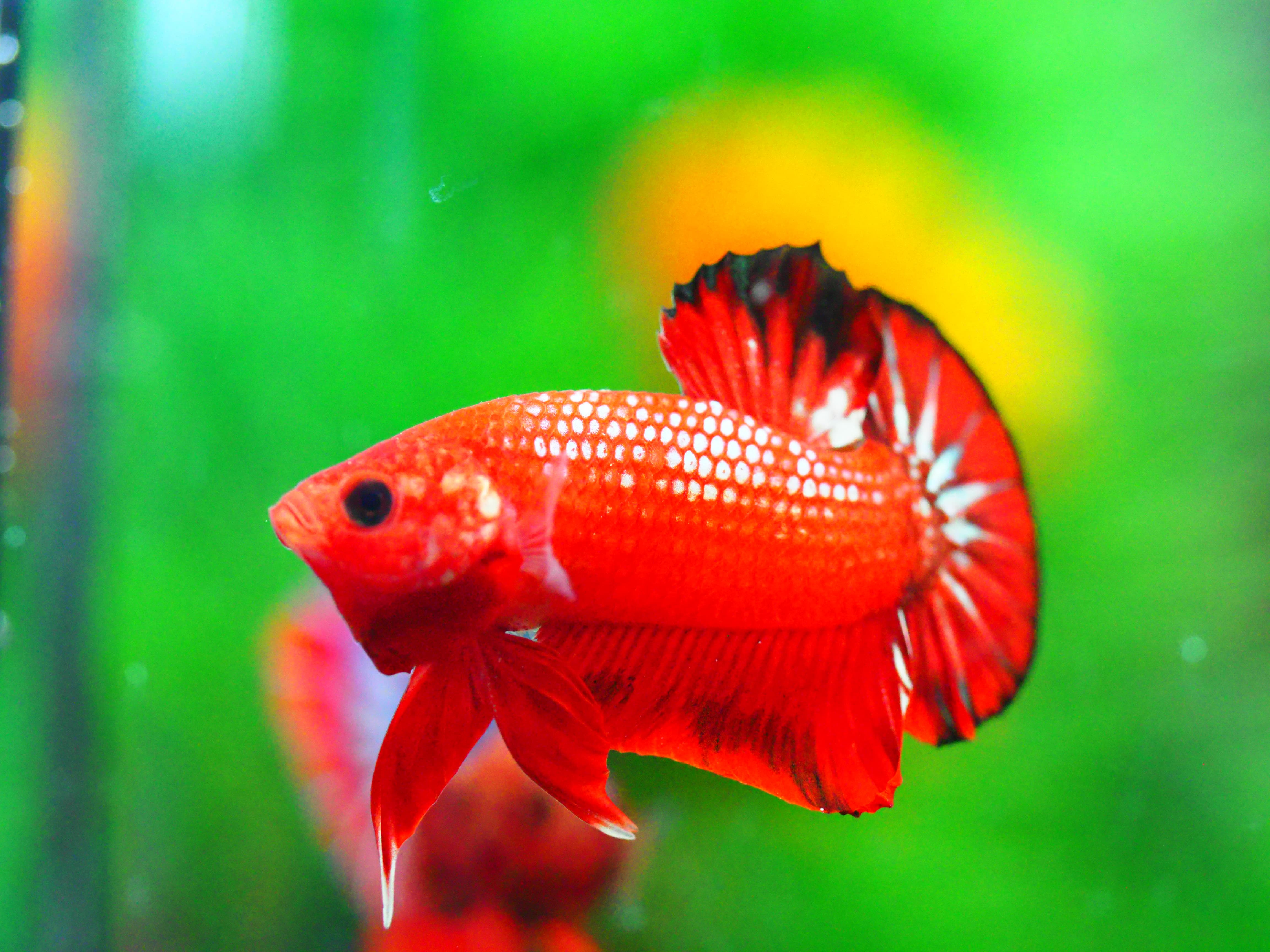 HMPK FANCY MALE GRADE A +++