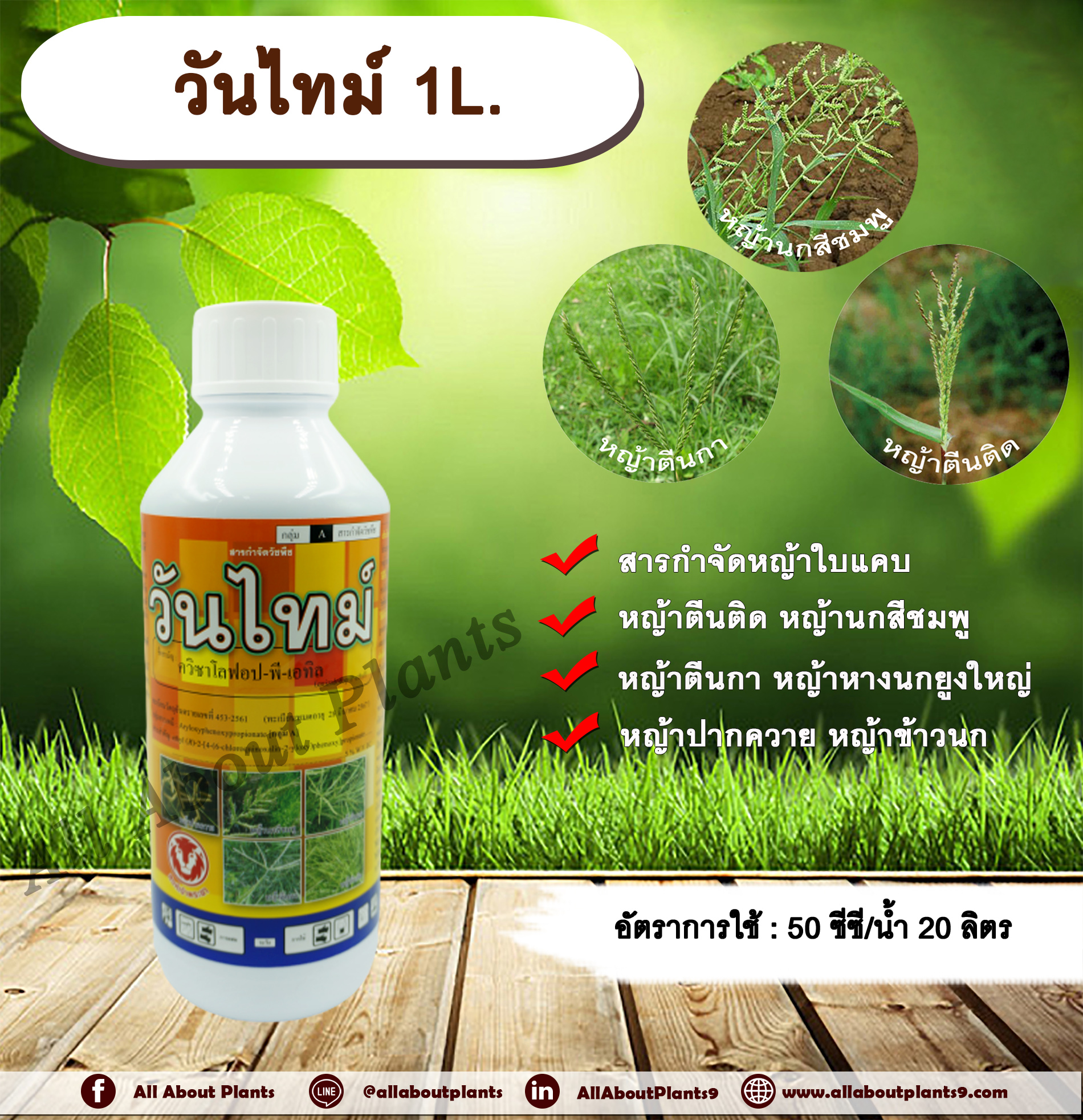 วันไทม์ 1L. ควินซาโลฟอบ-พี-เอทิล กำจัดหญ้าใบแคบ วัชพืชใบแคบ ในพืชประธานใบกว้าง หญ้าใบแคบ หญ้าตีนติด หญ้าตีนกา หญ้านกสีชมพู หญ้าปากควาย allaboutplants ชิ้น