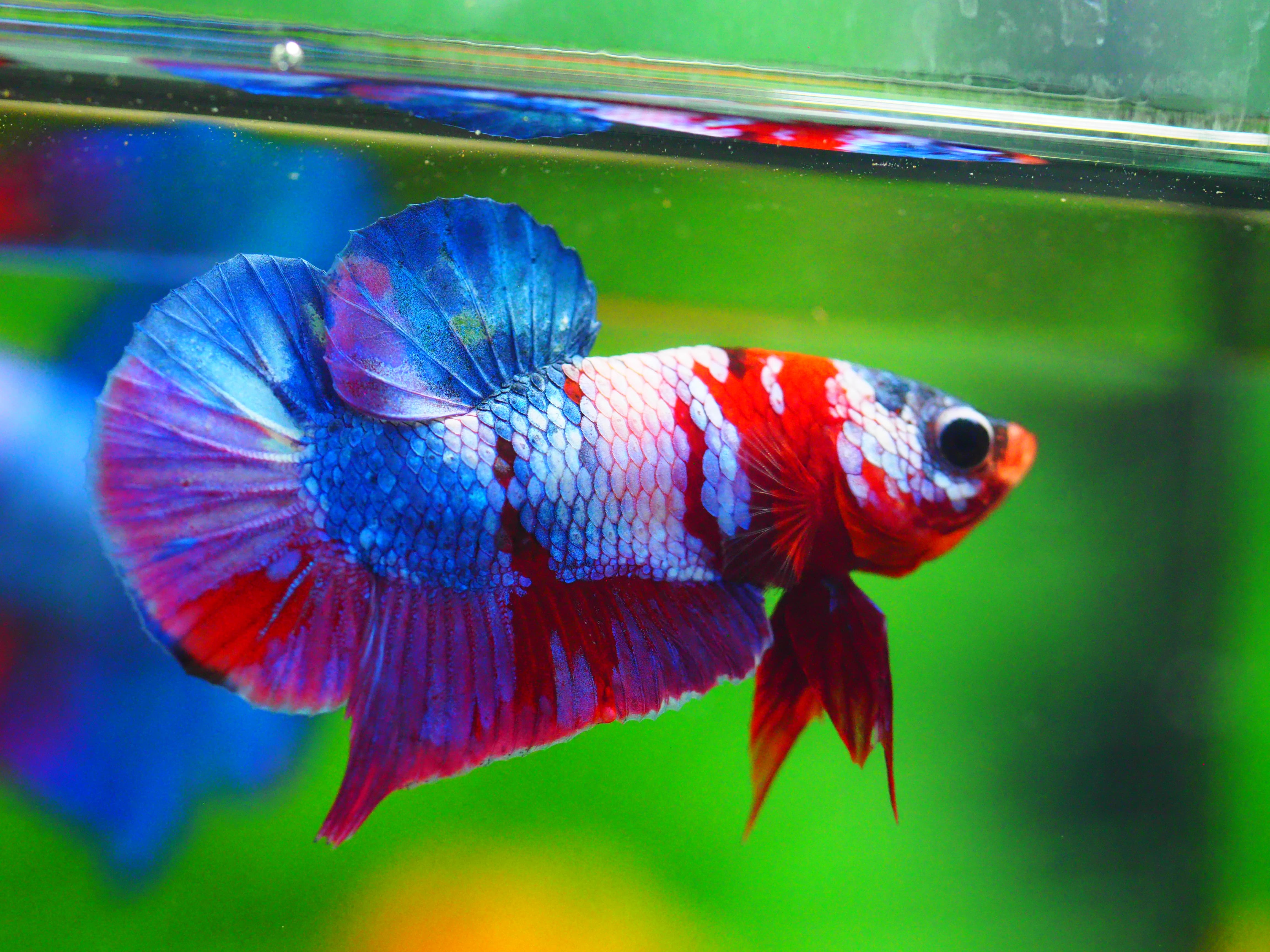 HMPK KOI GALAXY MALE GRADE A +++