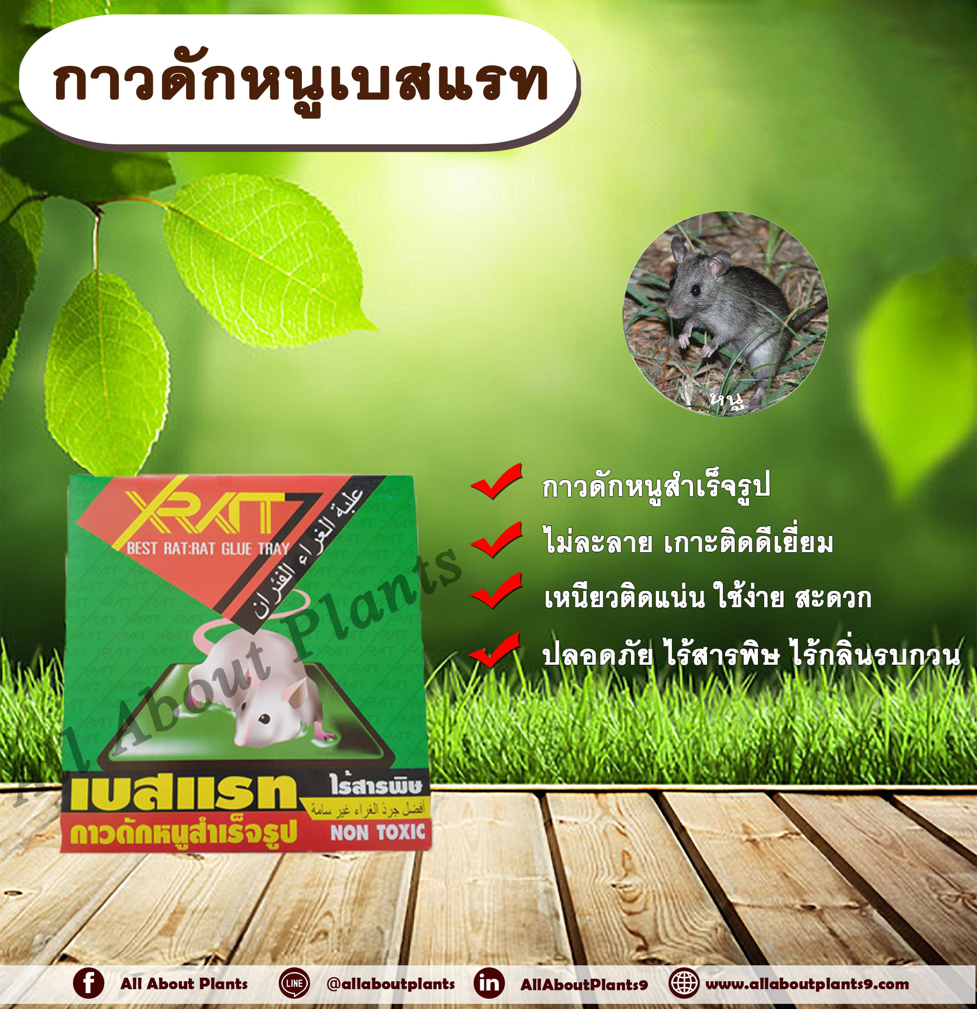 เบสแรท กาวดักหนูสำเร็จรูป กำจัดหนู กับดักหนู กาวดักหนู ไร้สารพิษ พร้อมถาดวาง อัศวินเบสแรท allaboutplants ชิ้น