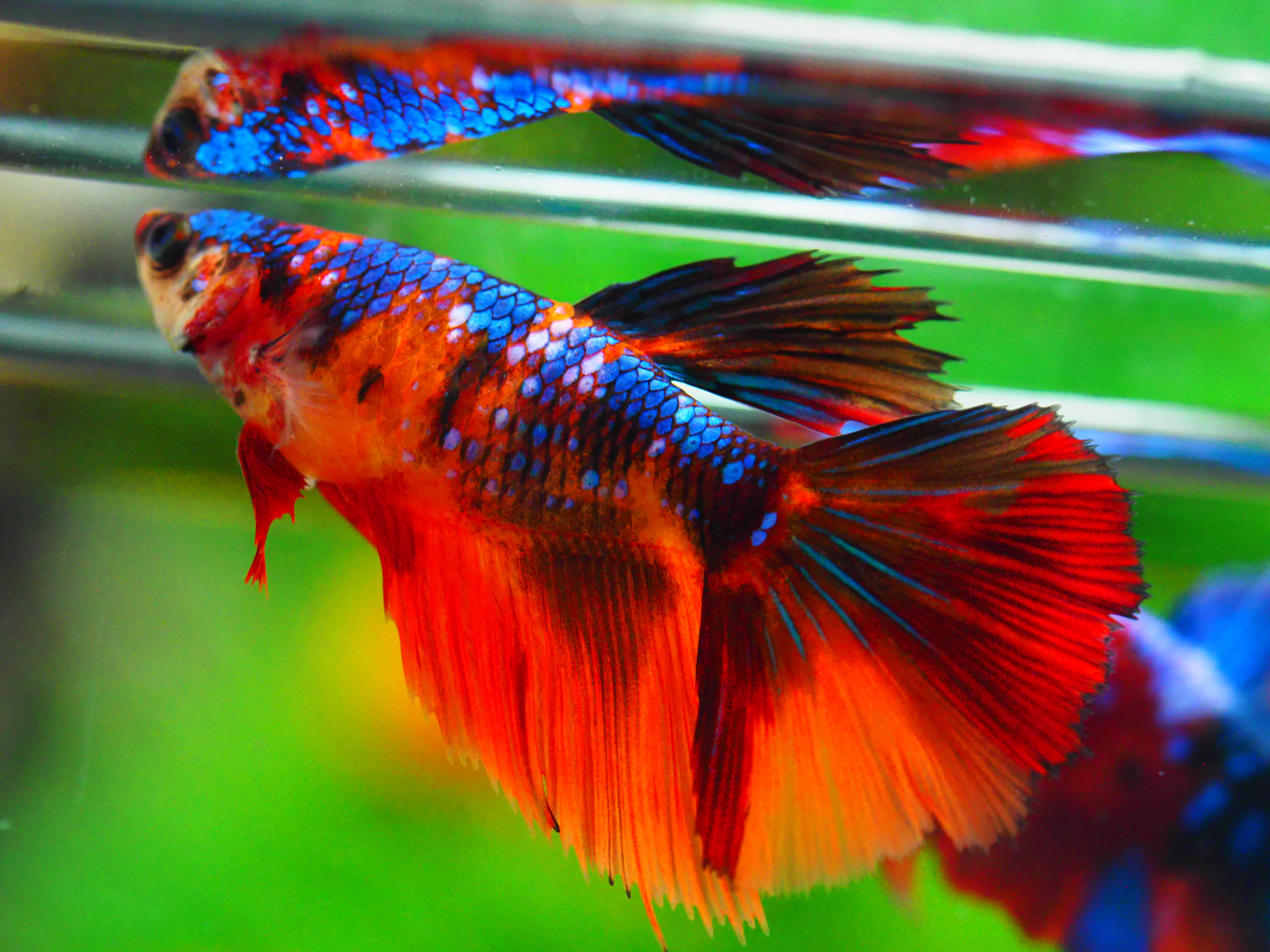 HM NEMO GALAXY FNMALE GRADE A +++