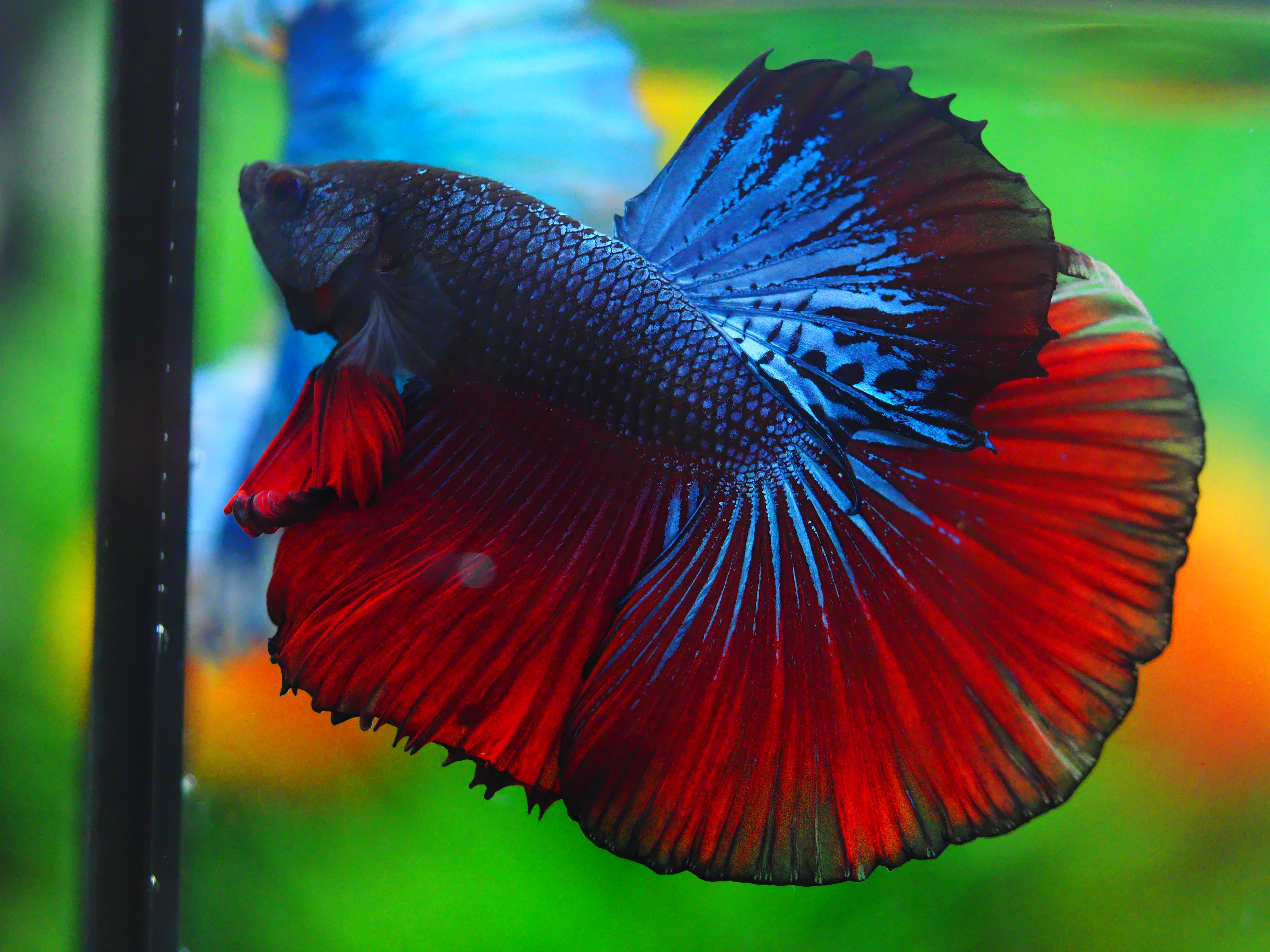 HM FANCY MALE GRADE A +++