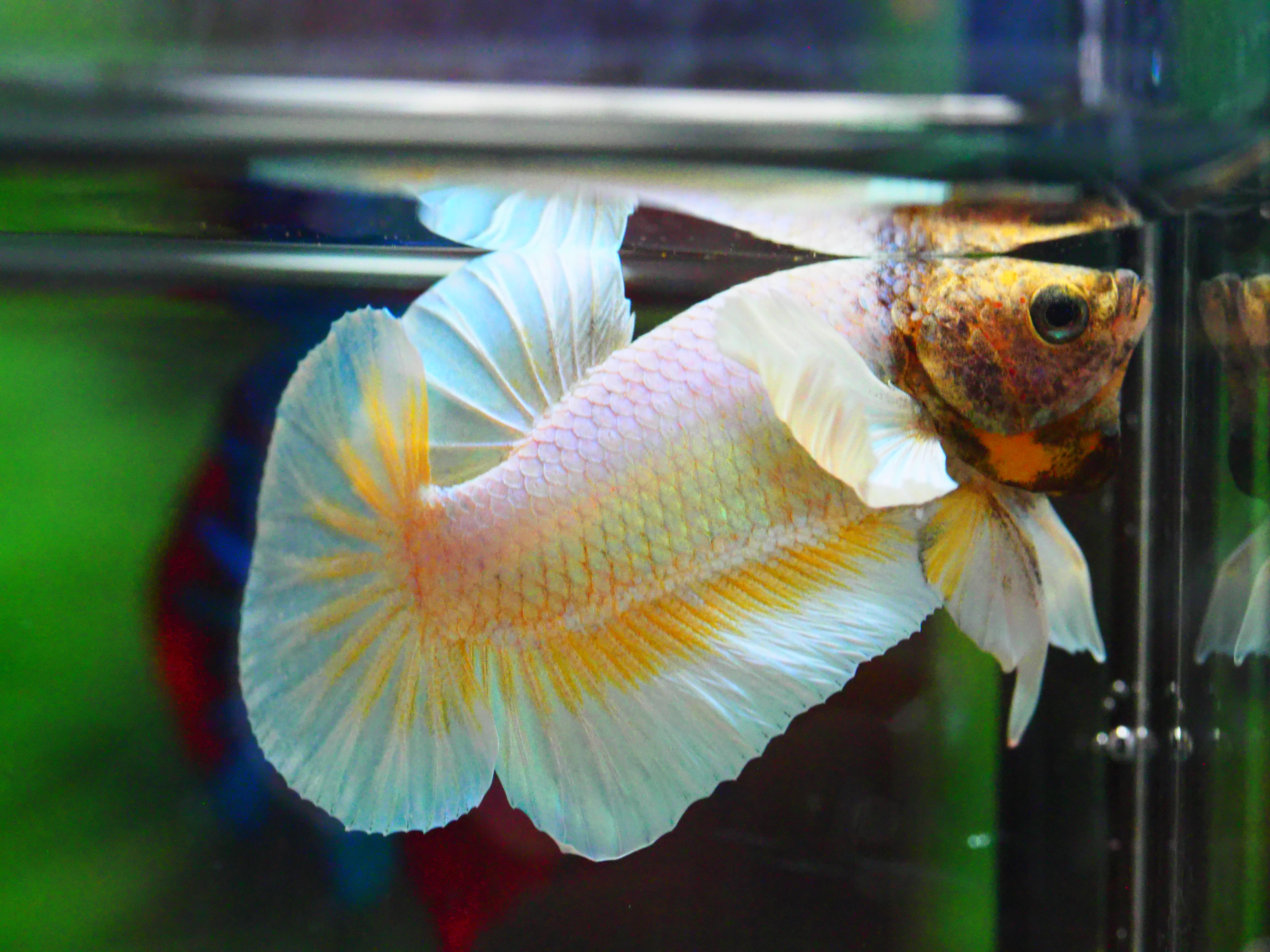 HMPK DUMBO MALE GRADE A +++