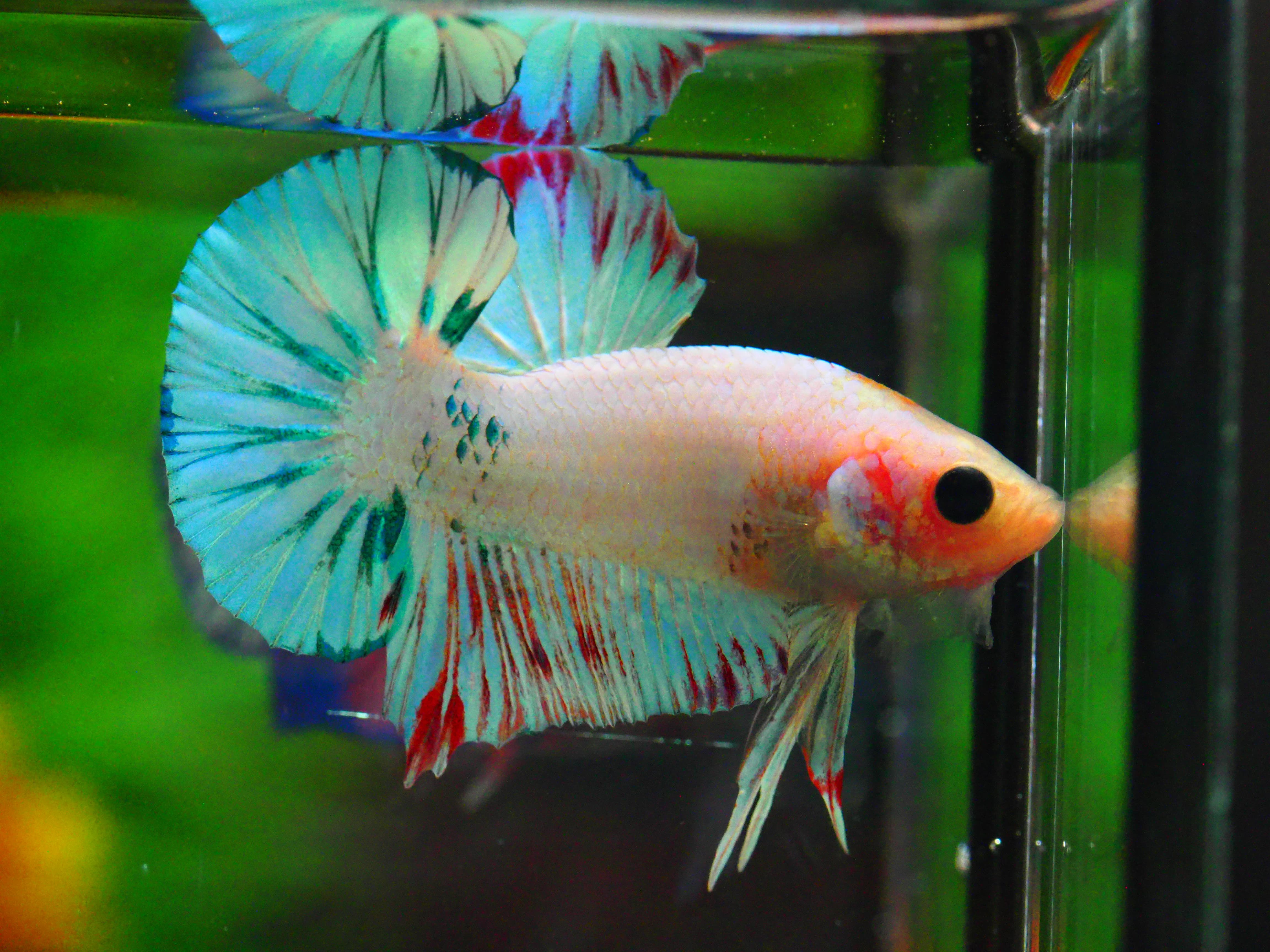 HMPK FANCY MALE GRADE A +++