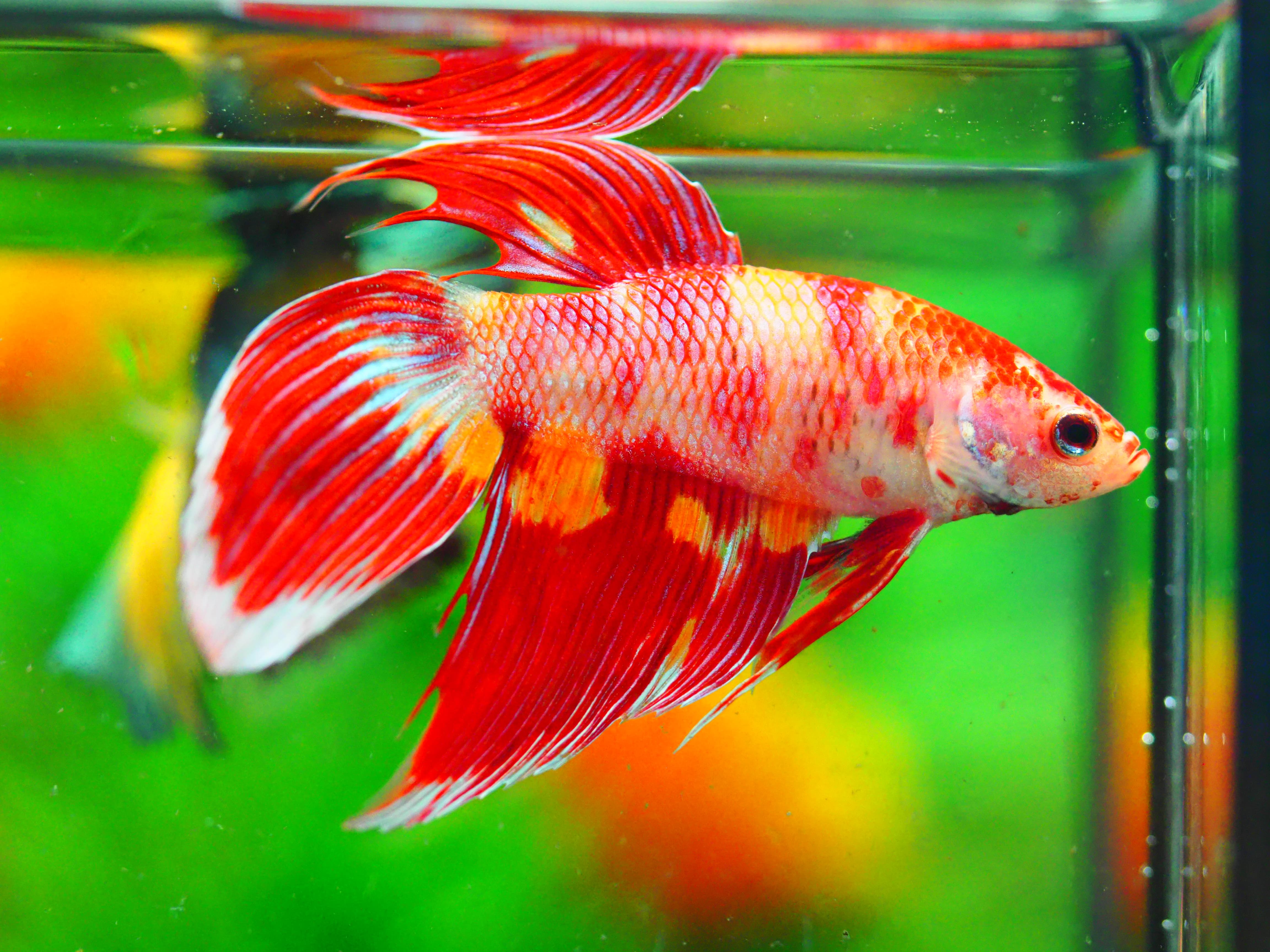 VT NEMO MALE GRADE A +++