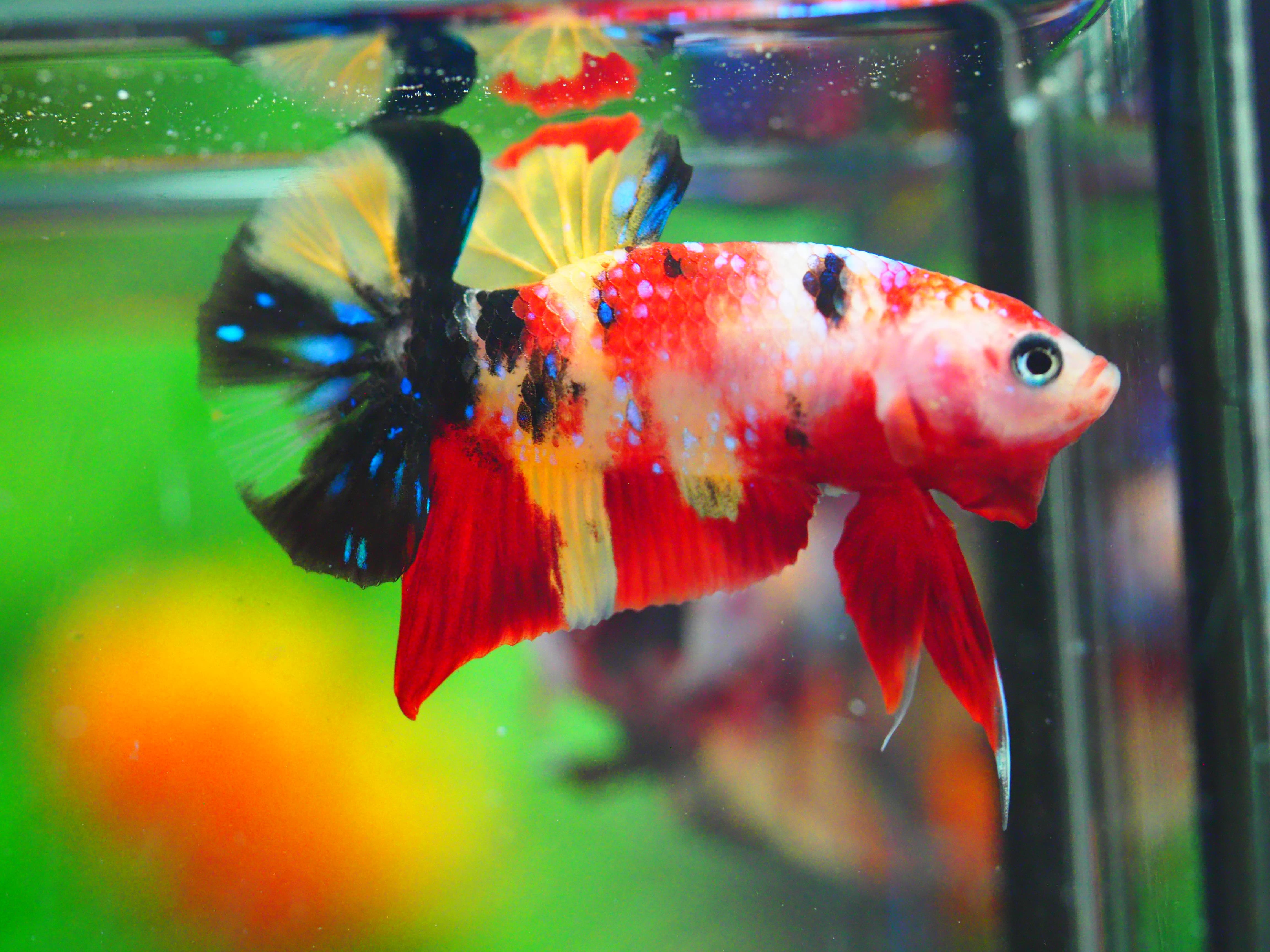 HMPK NEMO GALAXY MALE GRADE A +++