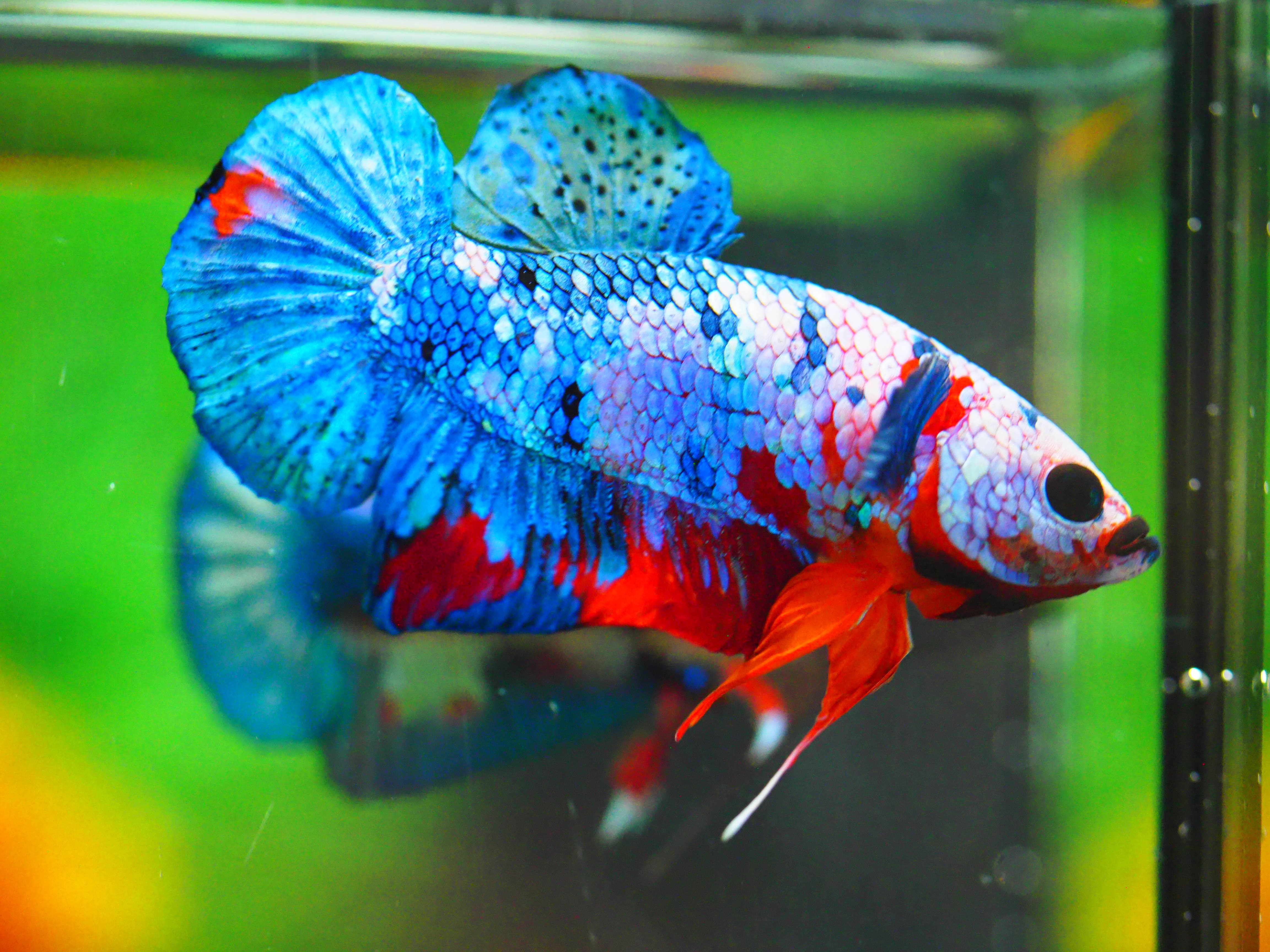 HMPK KOI GALAXY MALE GRADE A +++