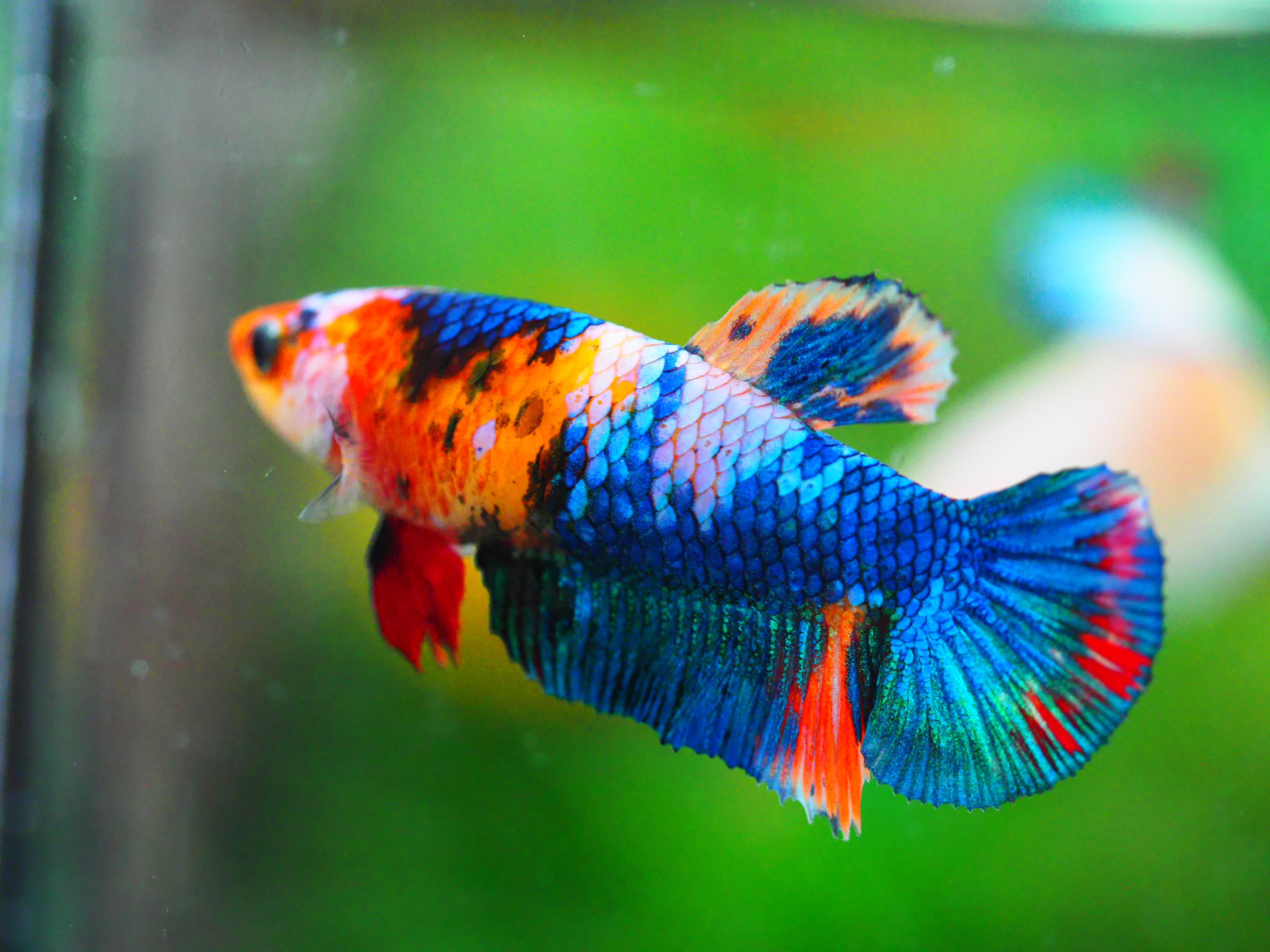 HMPK NEMO GALAXY FNMALE GRADE A +++