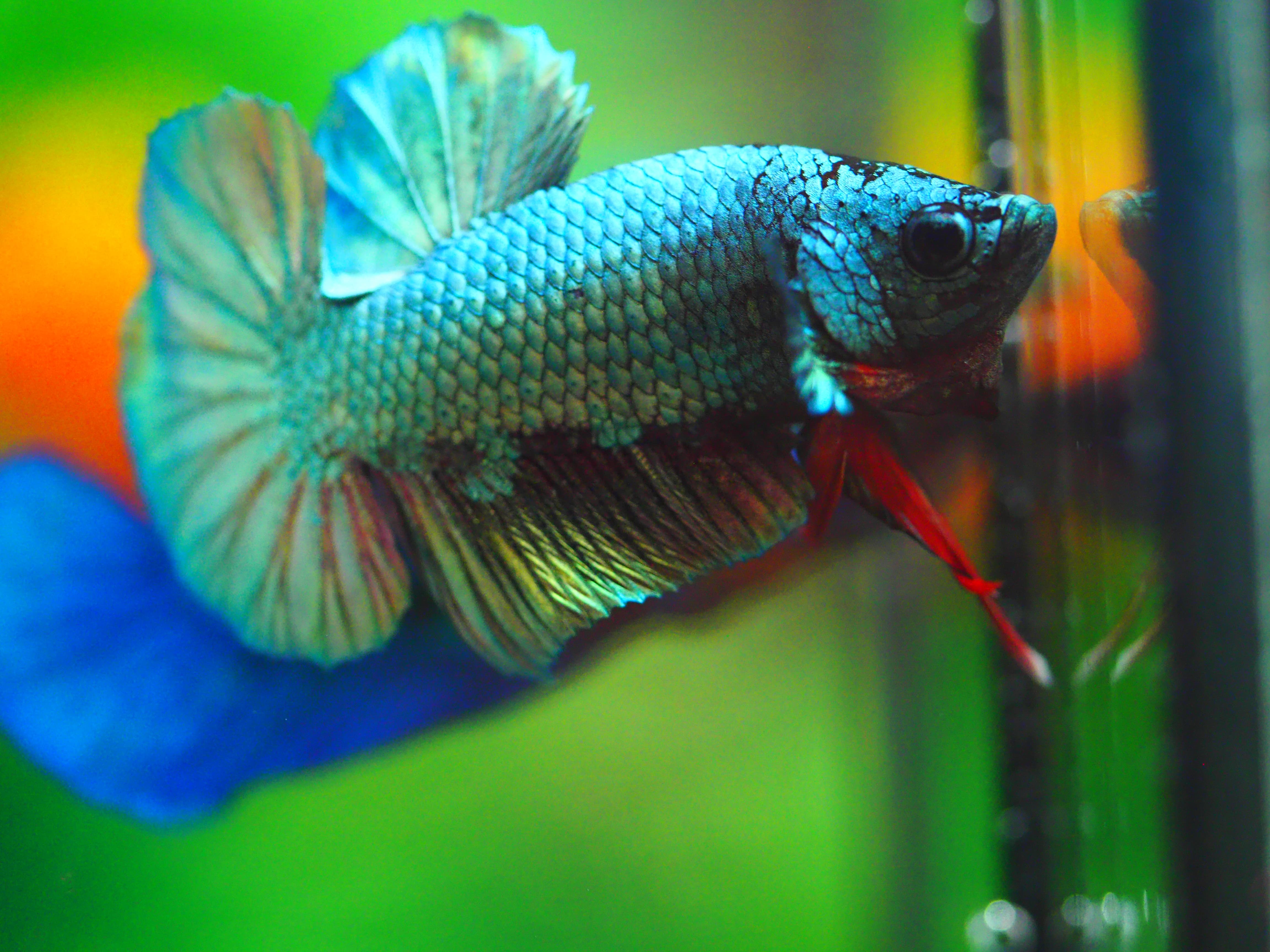 HMPK COPPER MALE GRADE A +++