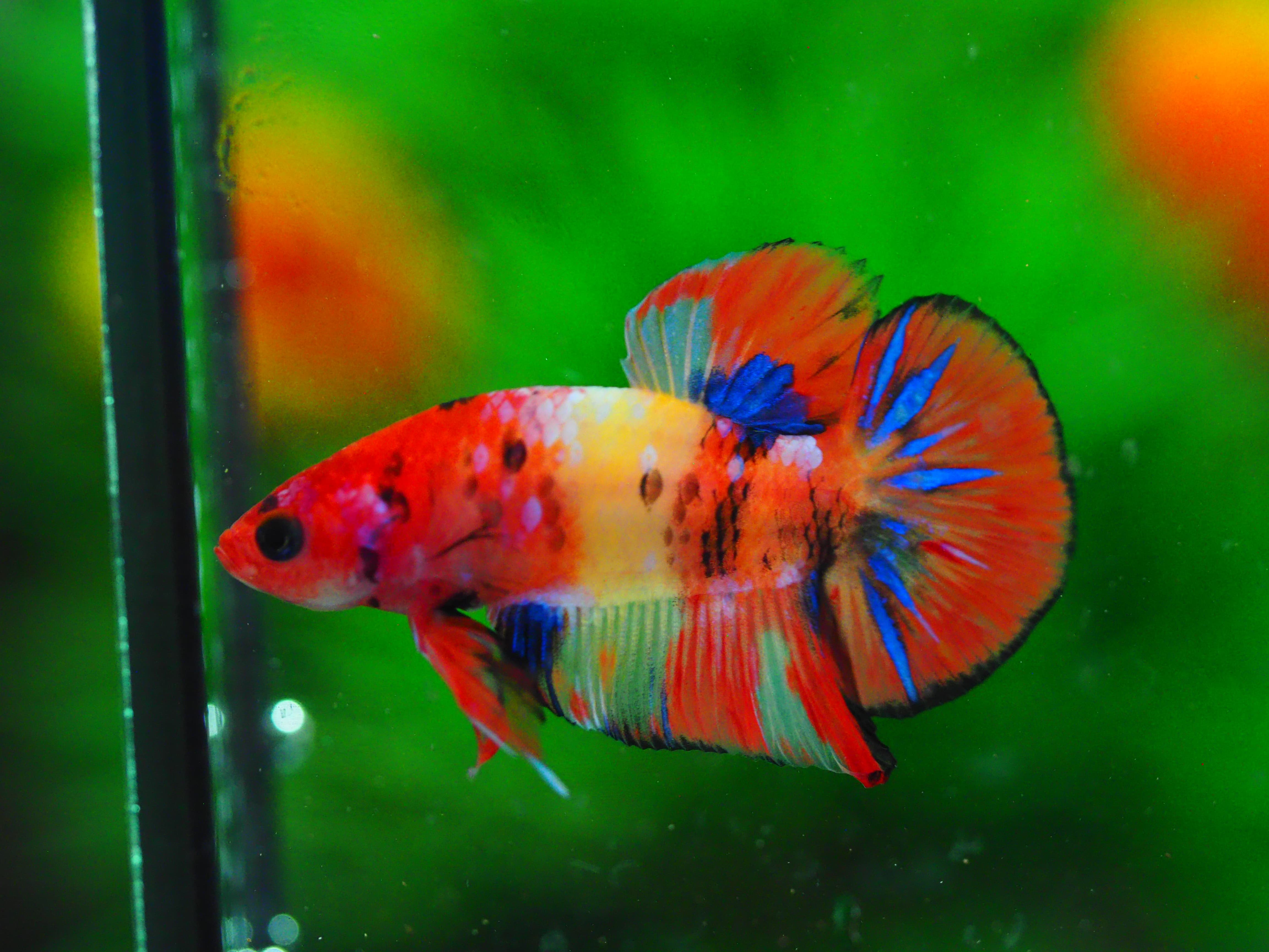 HMPKNEMO GALAXY MALE GRADE A+++