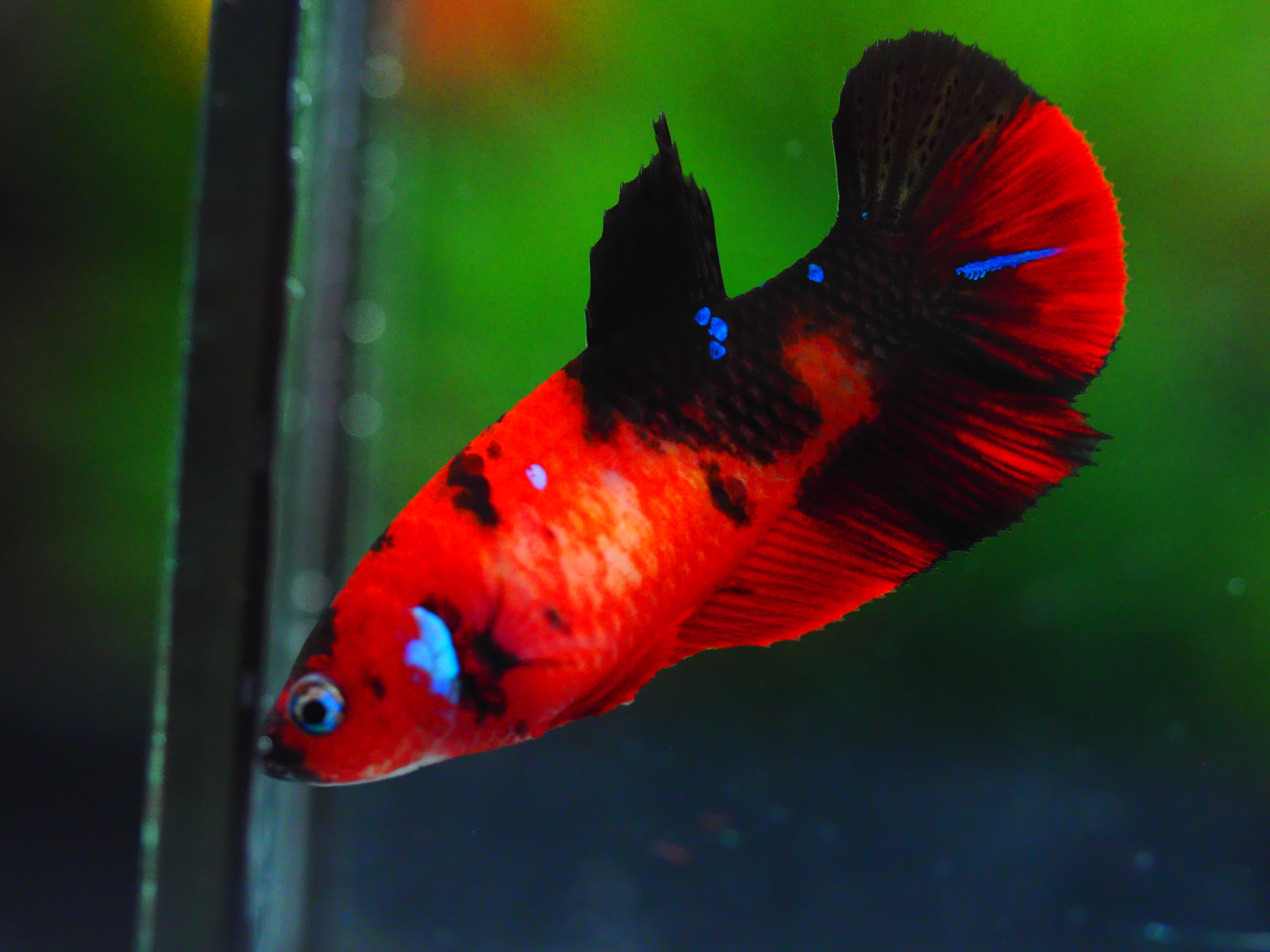 HMPK KOI GLAXY GRADE A++ FEMALE