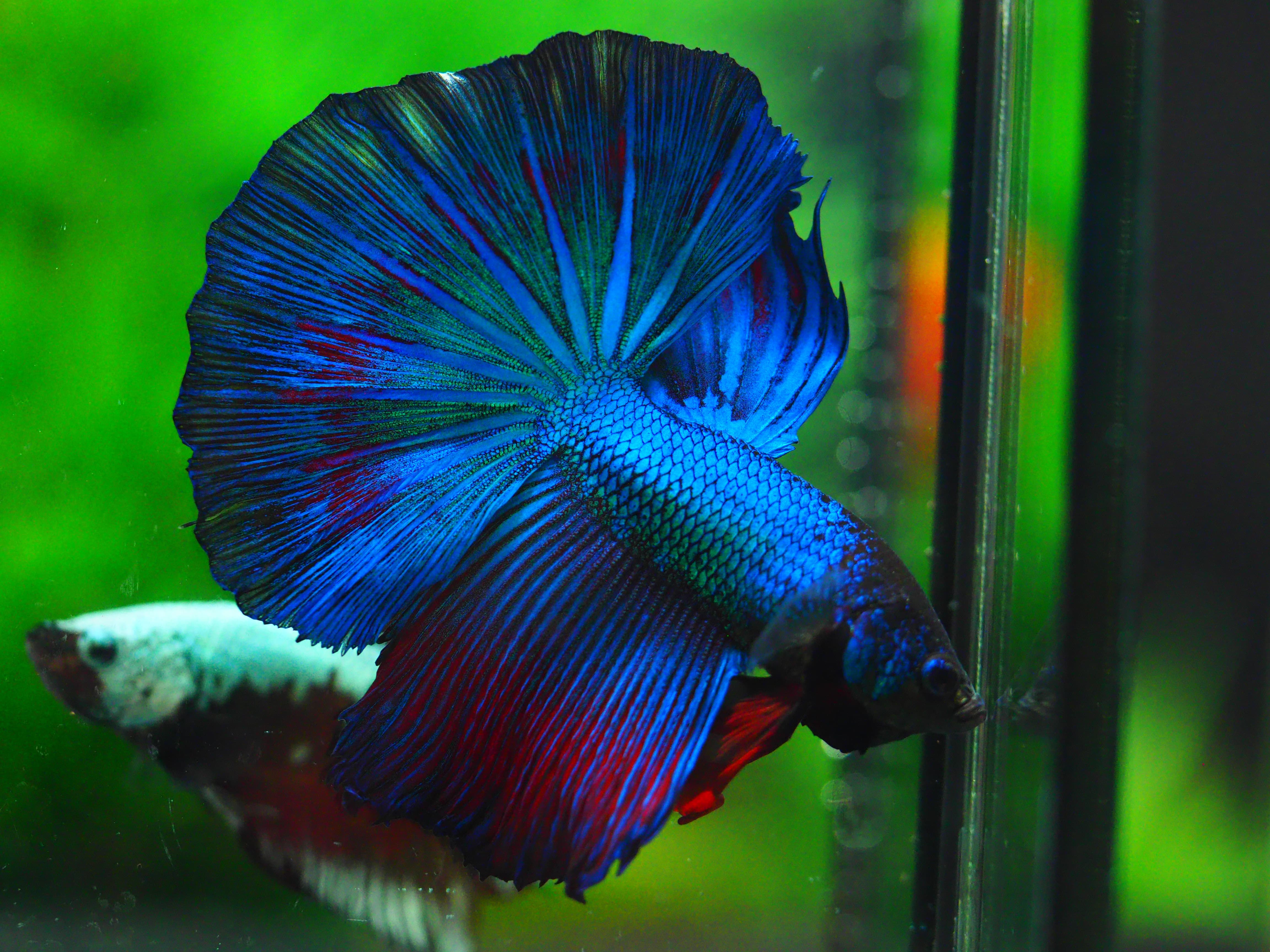 HM FANCY MALE GRADE A +++