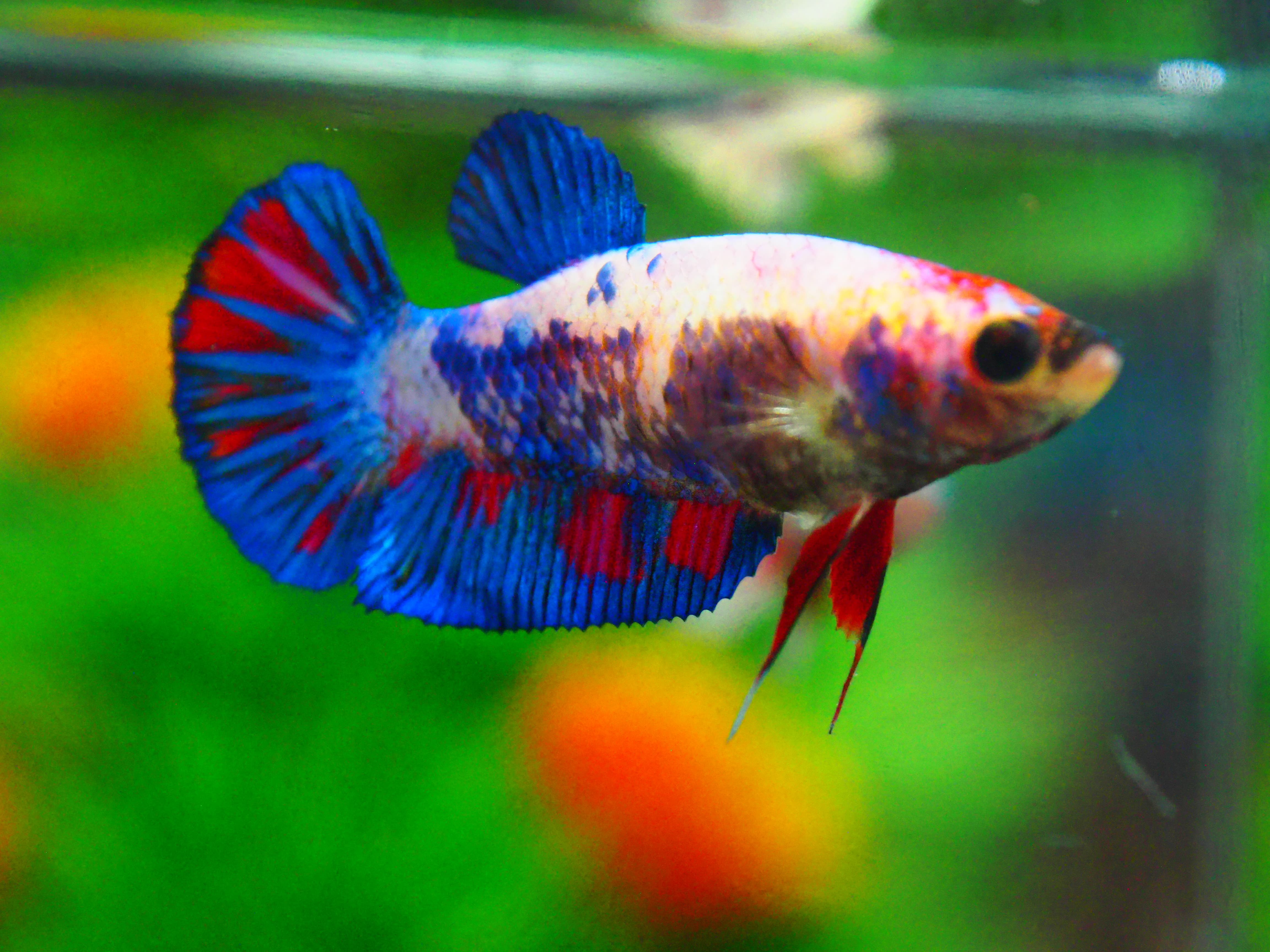 HMPK KOI GALAXY FN MALE GRADE A +++