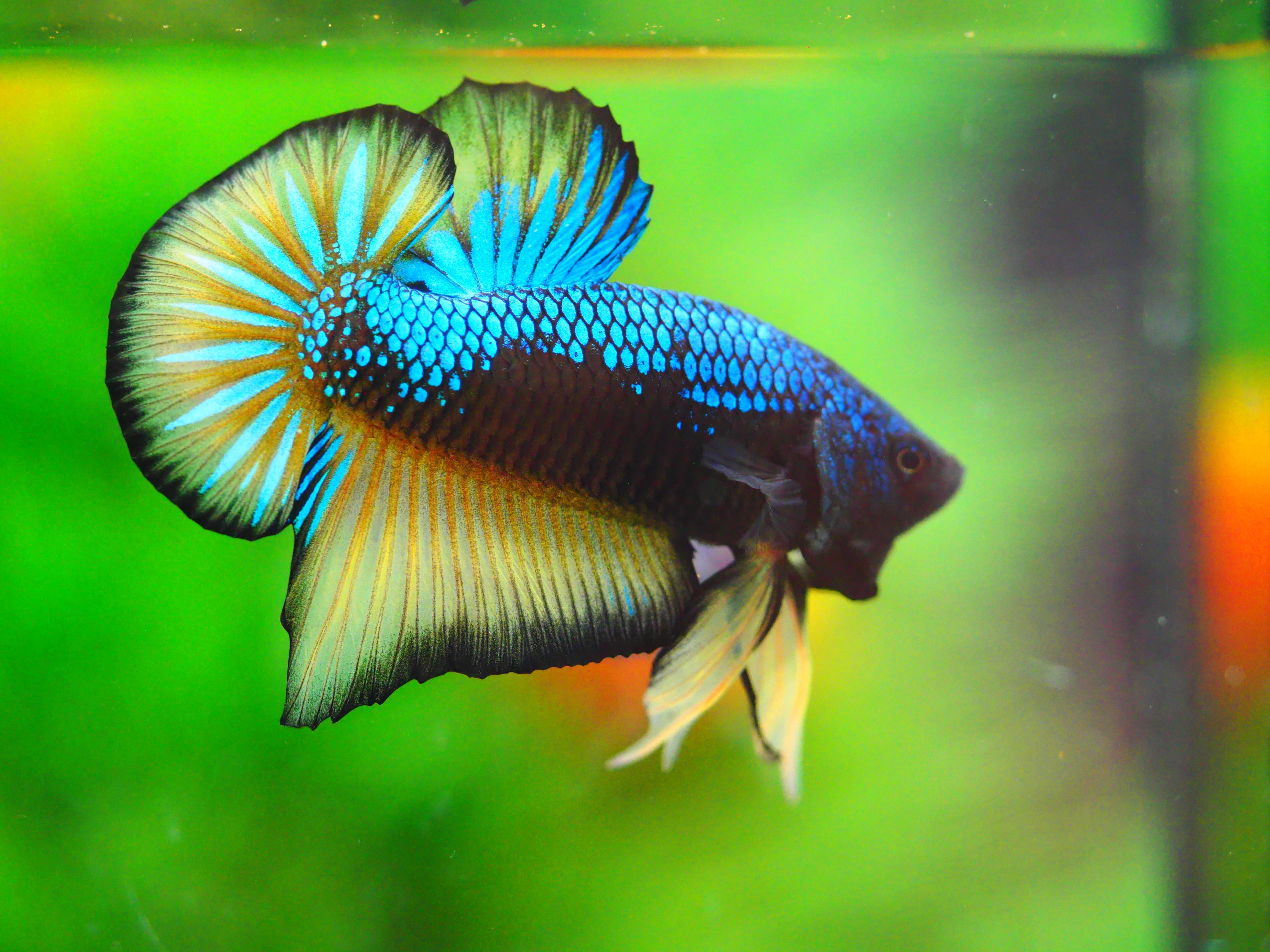 HMPK FANCY MALE GRADE A +++