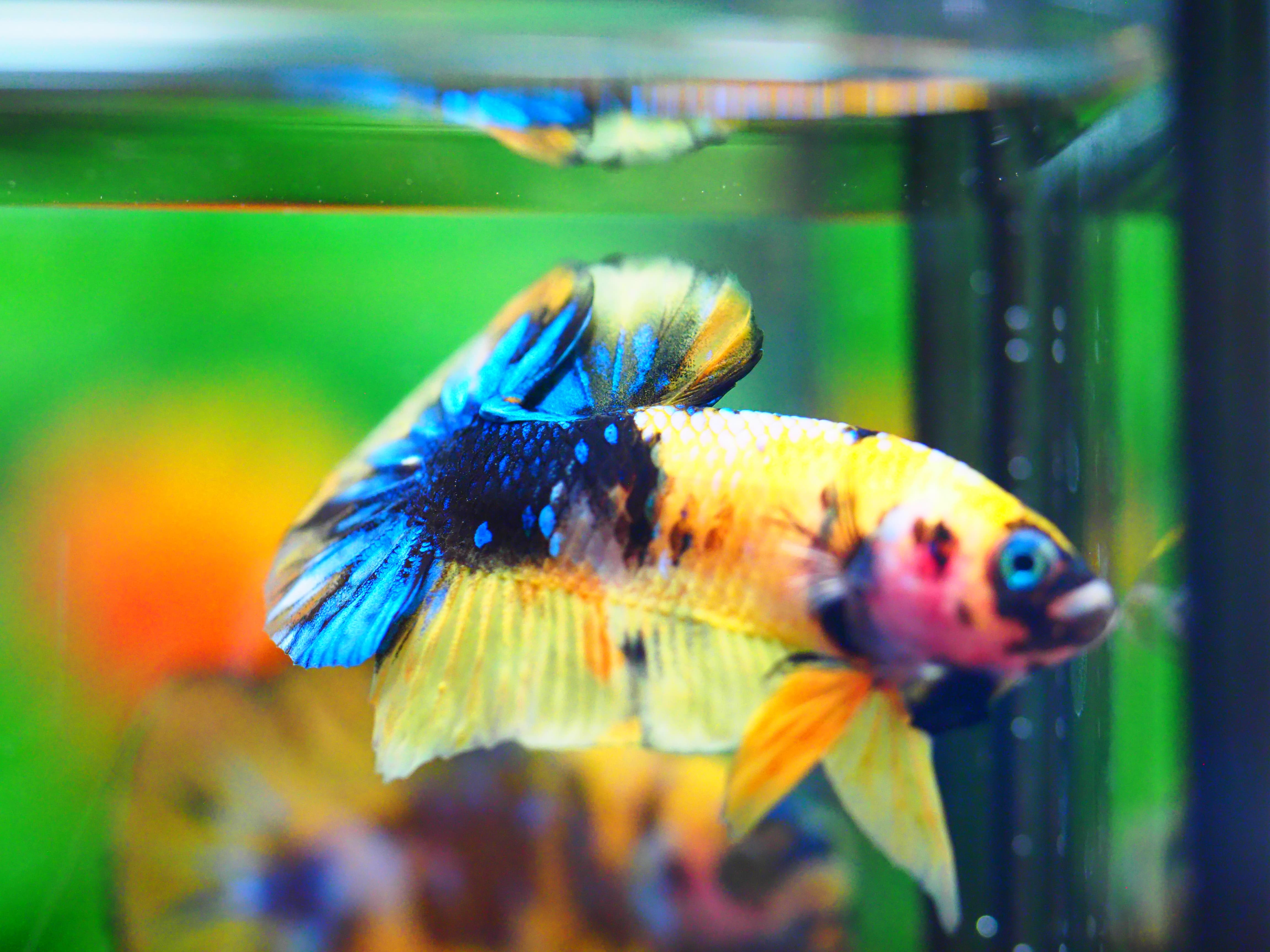 HMPK KOI GALAXY MALE GRADE A +++