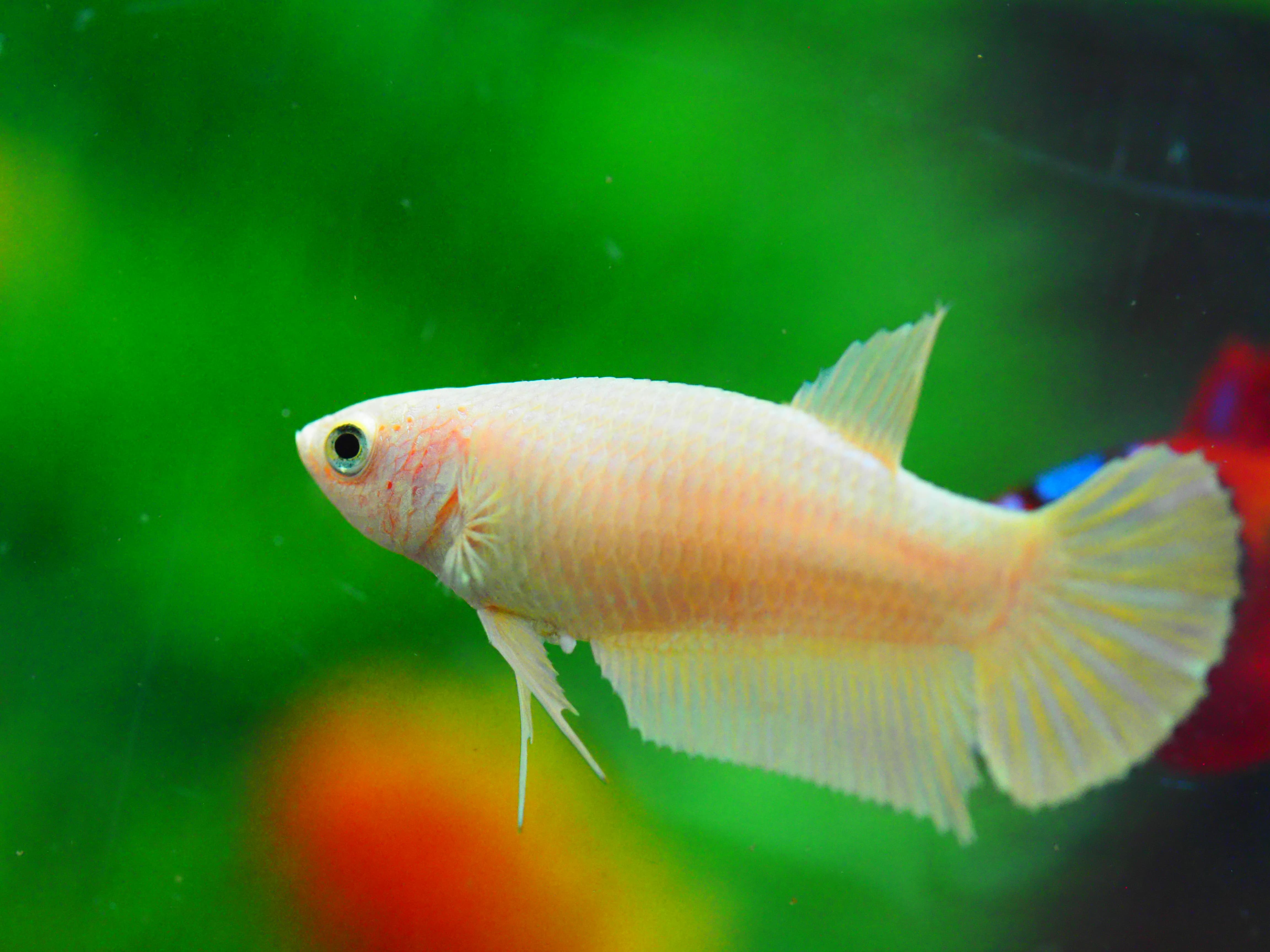 HMPK GOLD FNMALE GRADE A +++