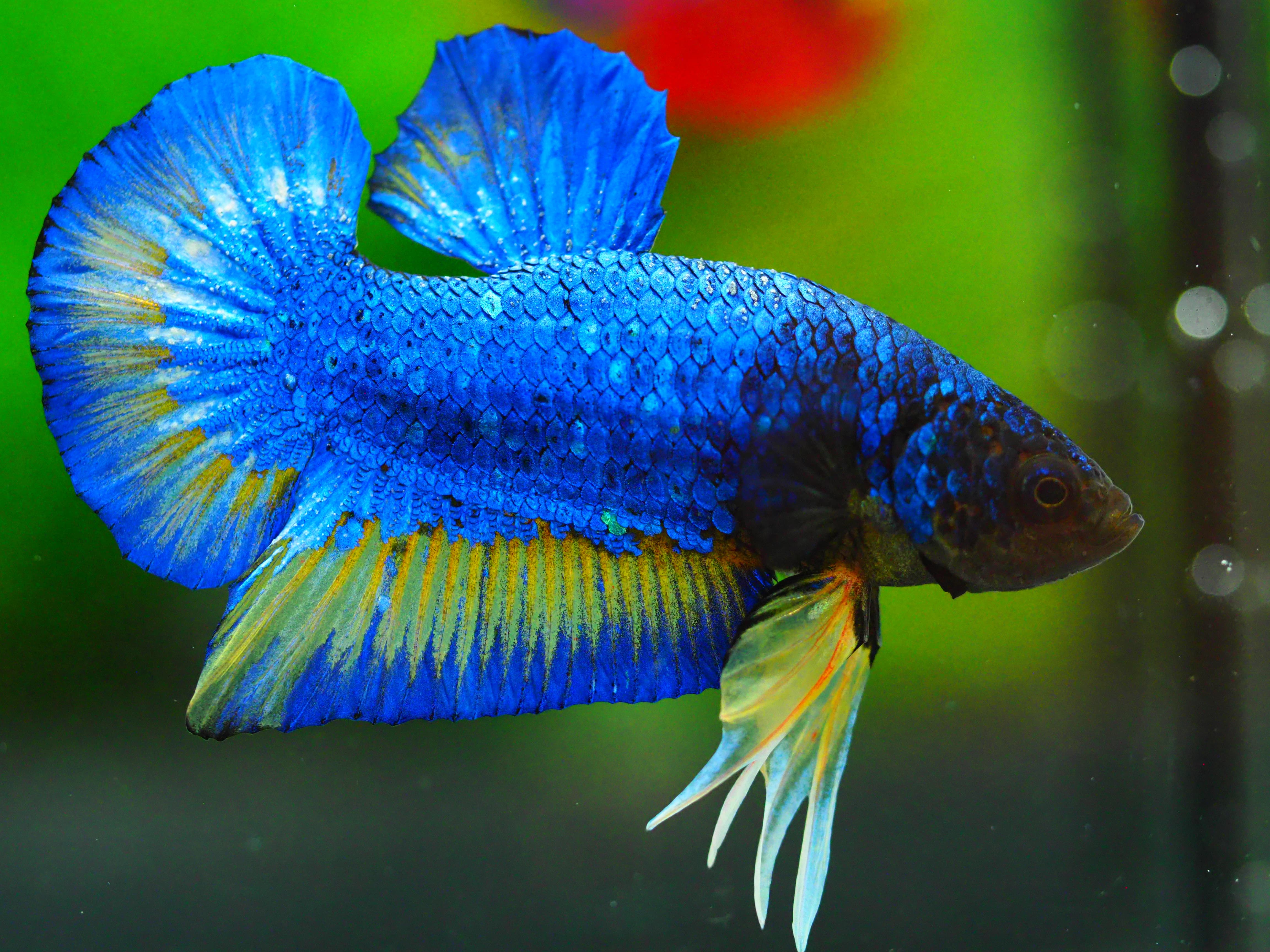 HMPK FANCY MALE GRADE A +++