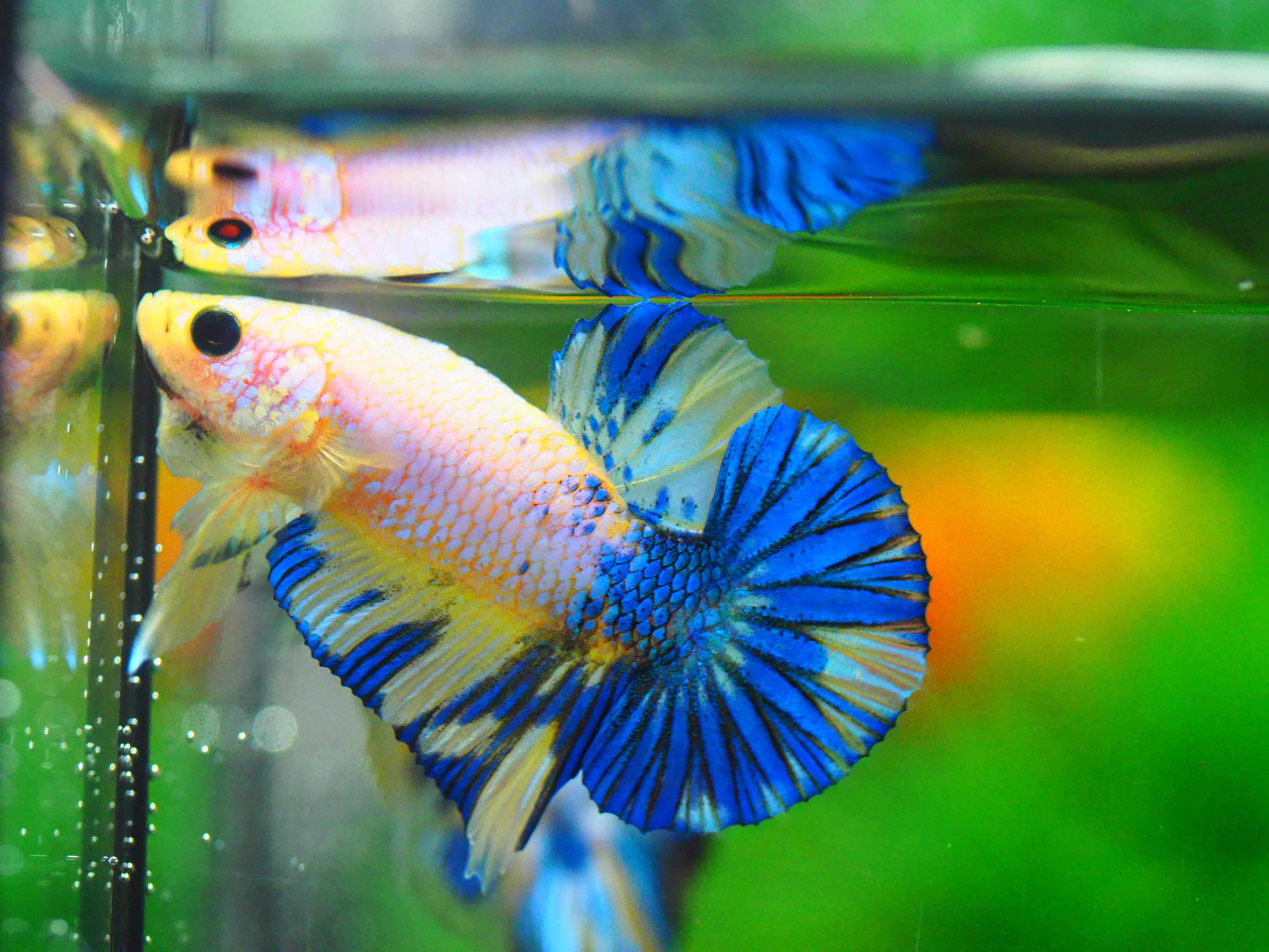 HMPK FANCY MALE GRADE A +++