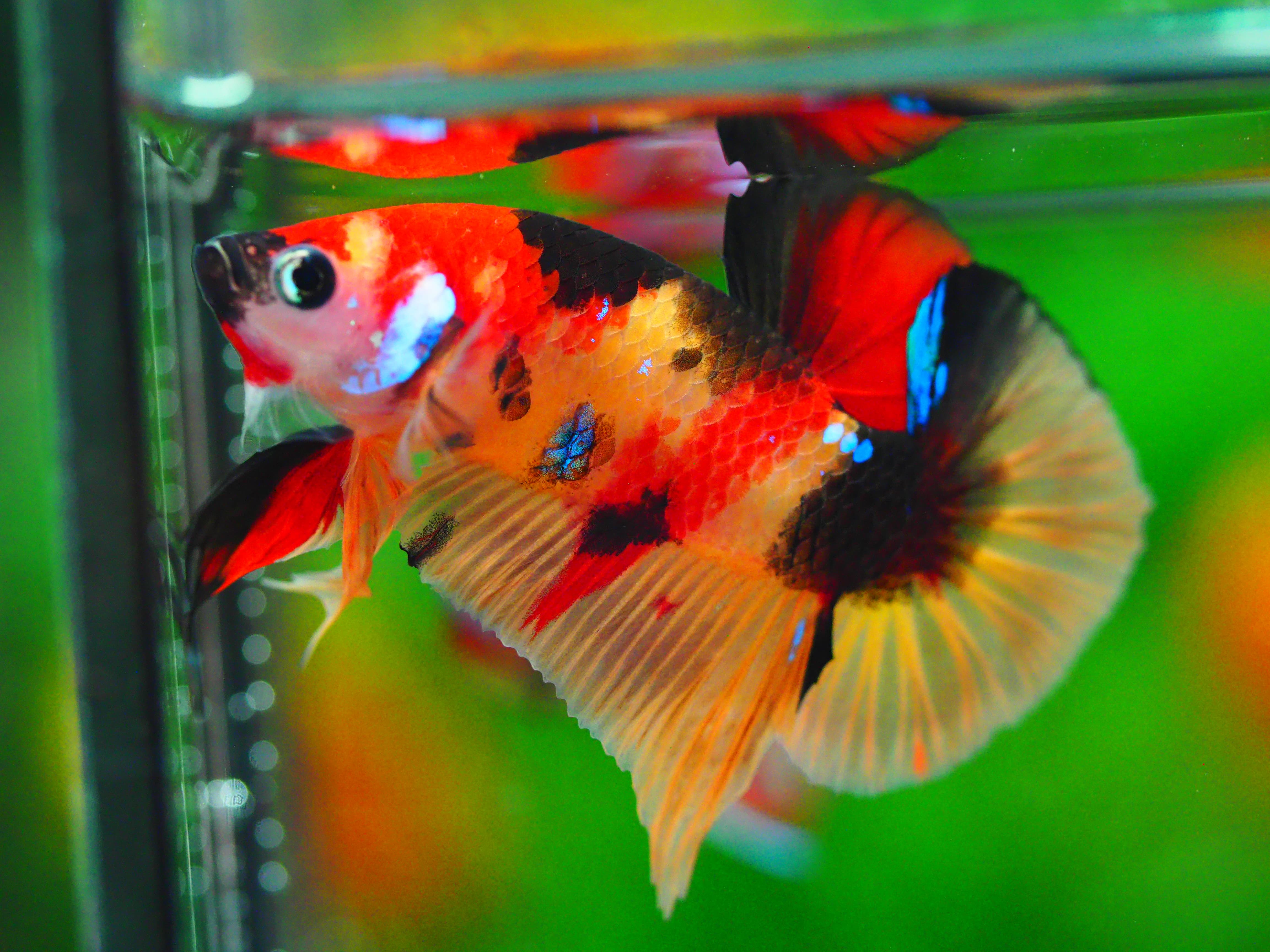 HMPK NEMO MALE GRADE A +++