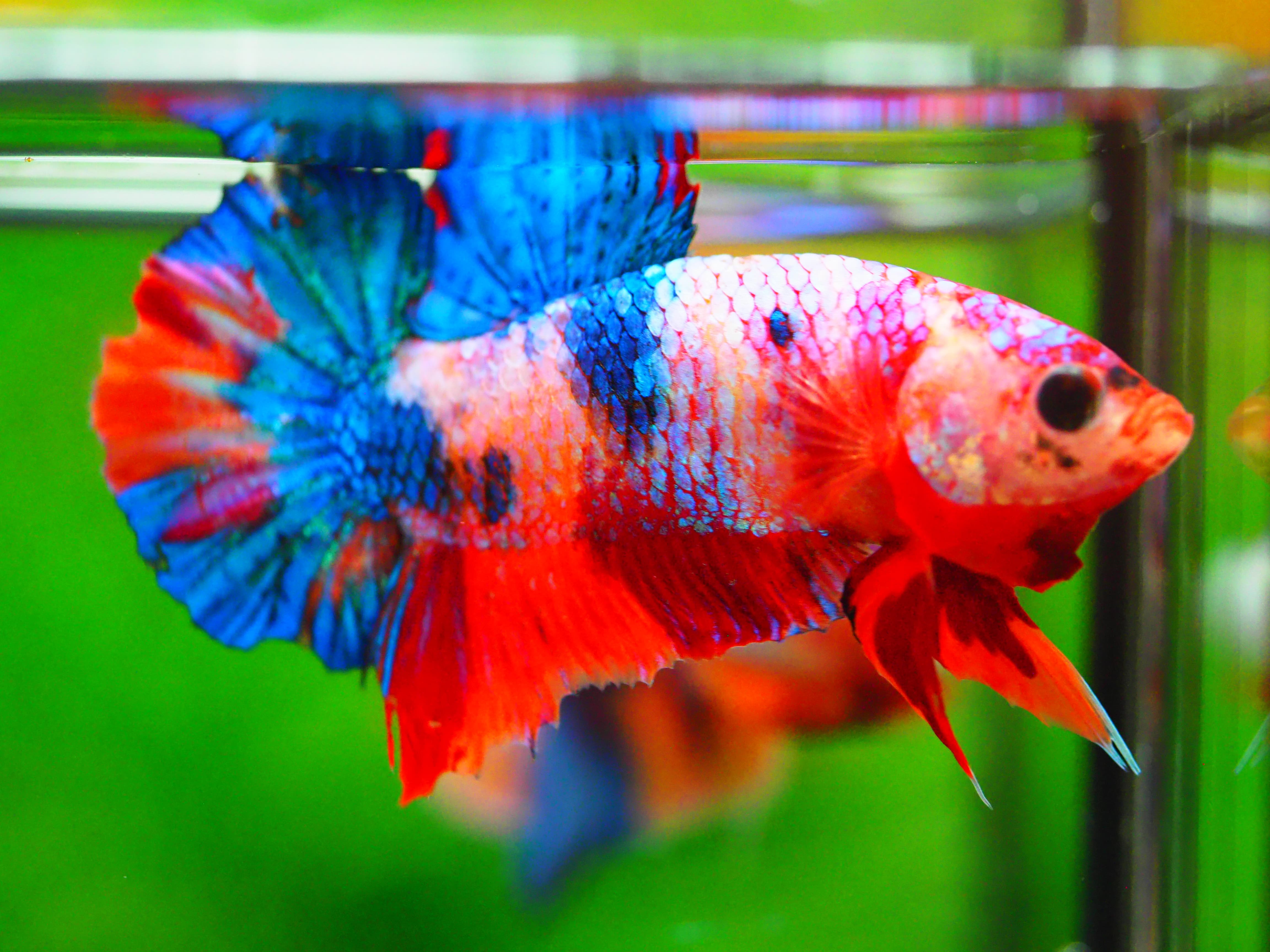 HMPK NEMO GALAXY MALE GRADE A +++