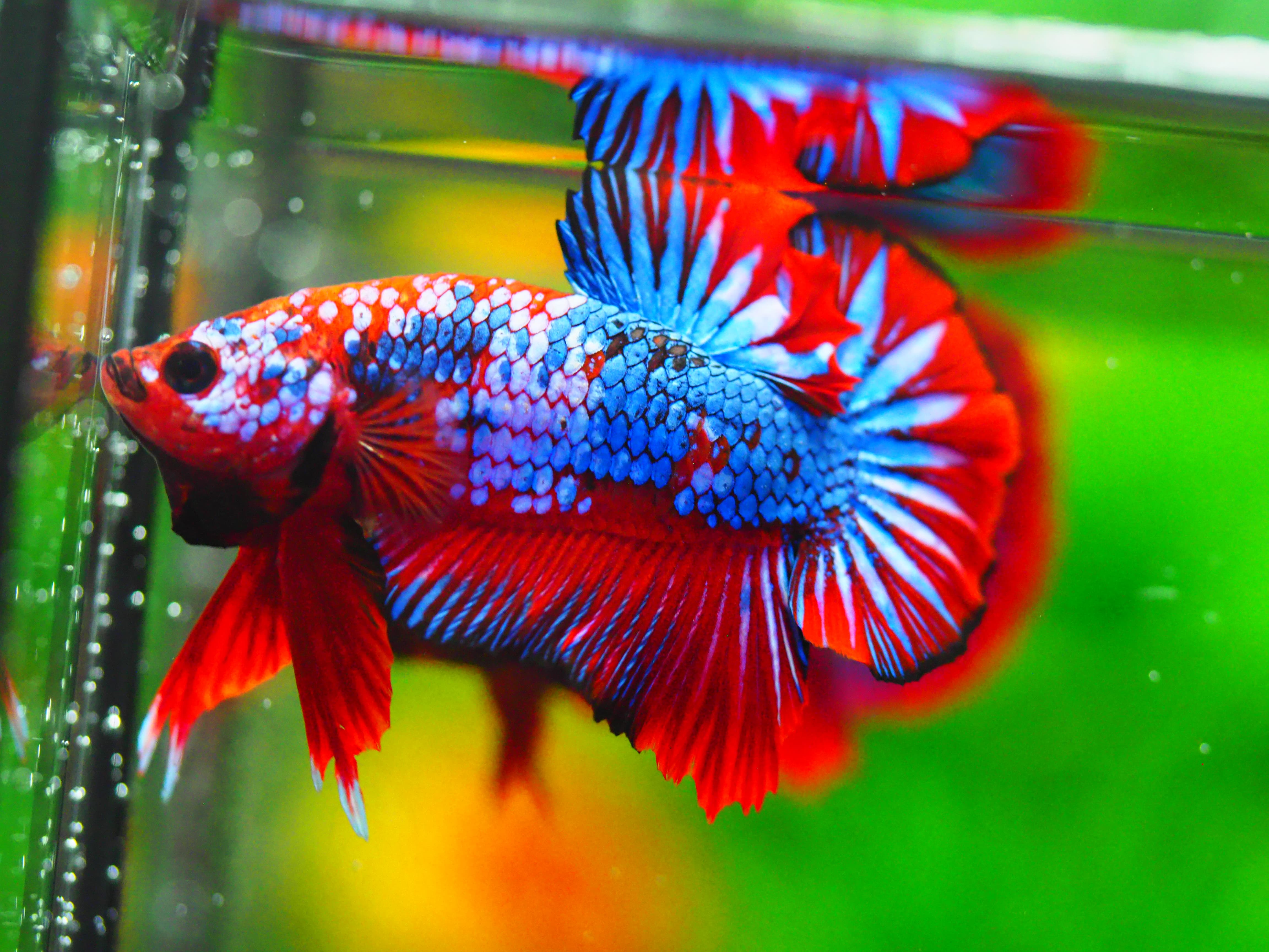 HMPK FANCY MALE GRADE A +++