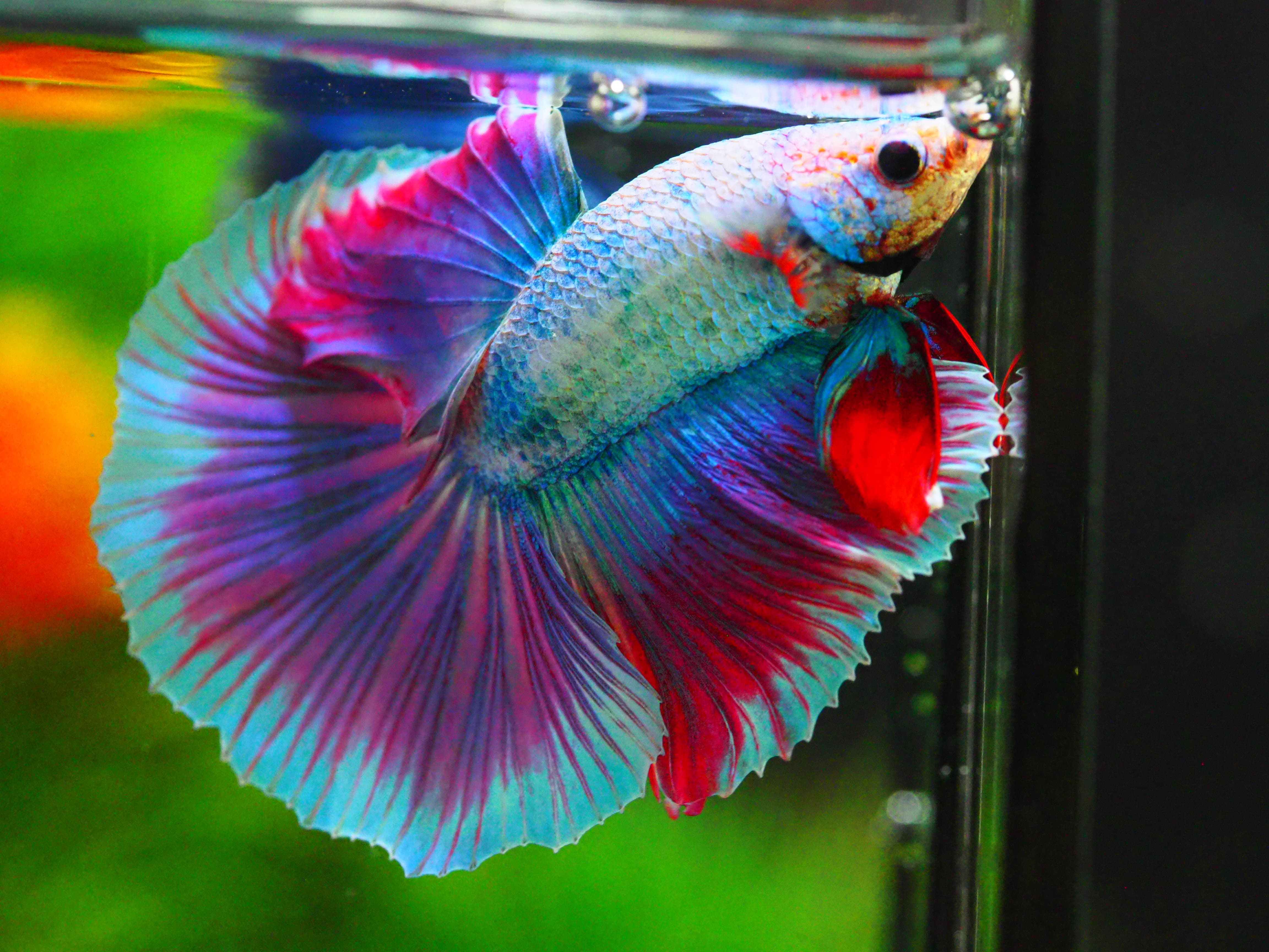 HM FANCY MALE GRADE A +++