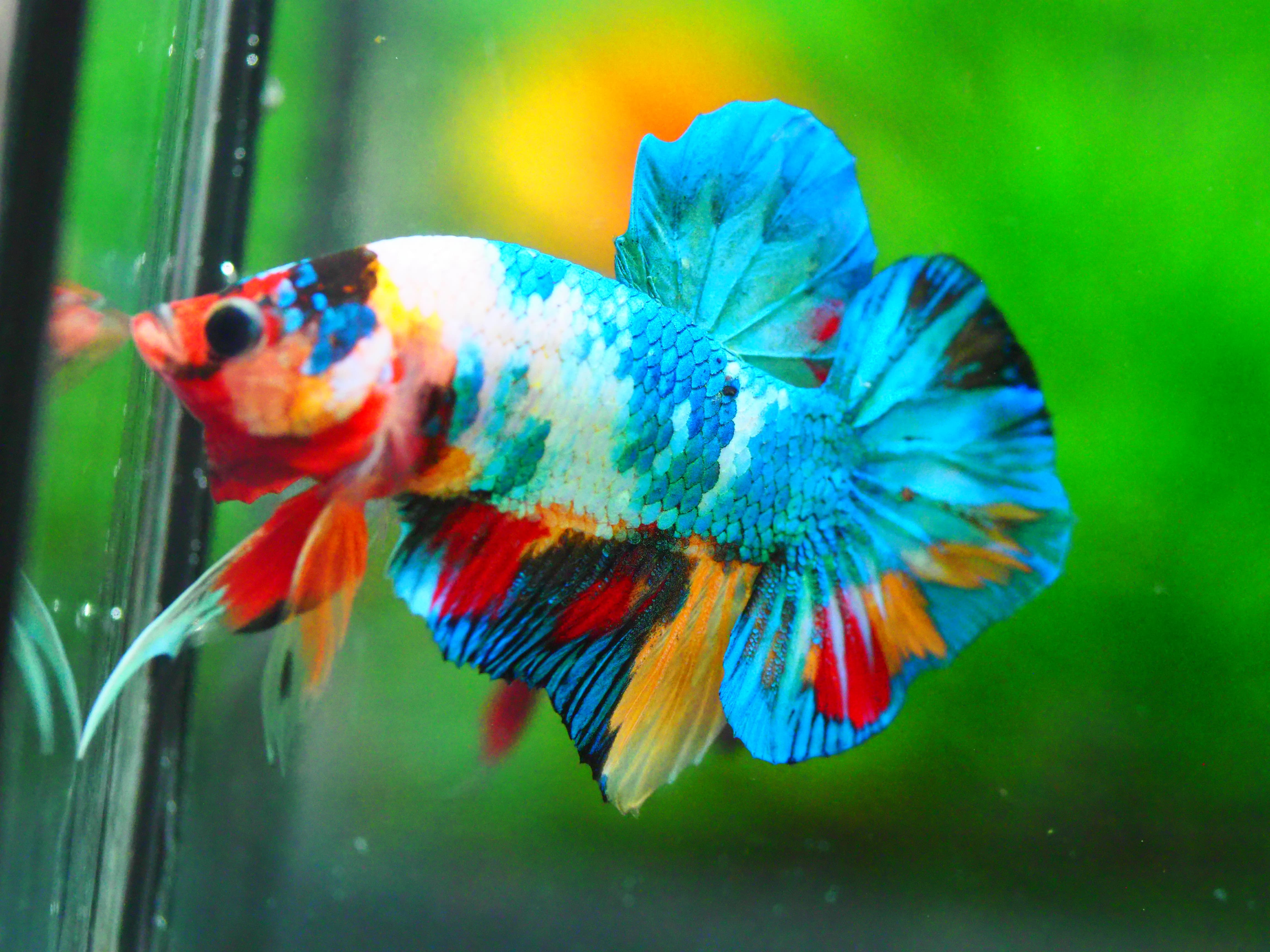 HMPK KOI FANCY MALE GRADE A +++