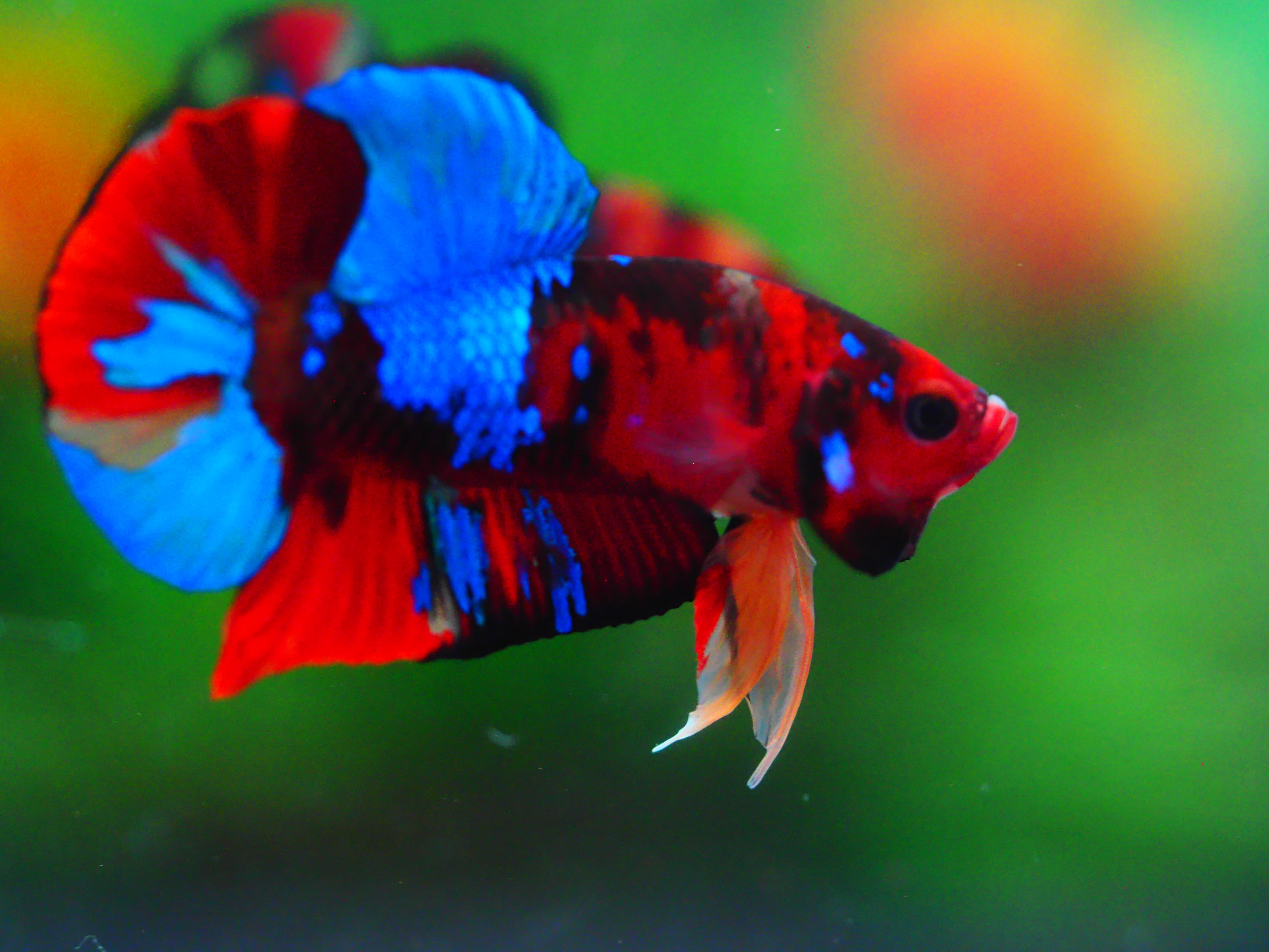 HMPK KOI GALAXY MALE GRADE A +++