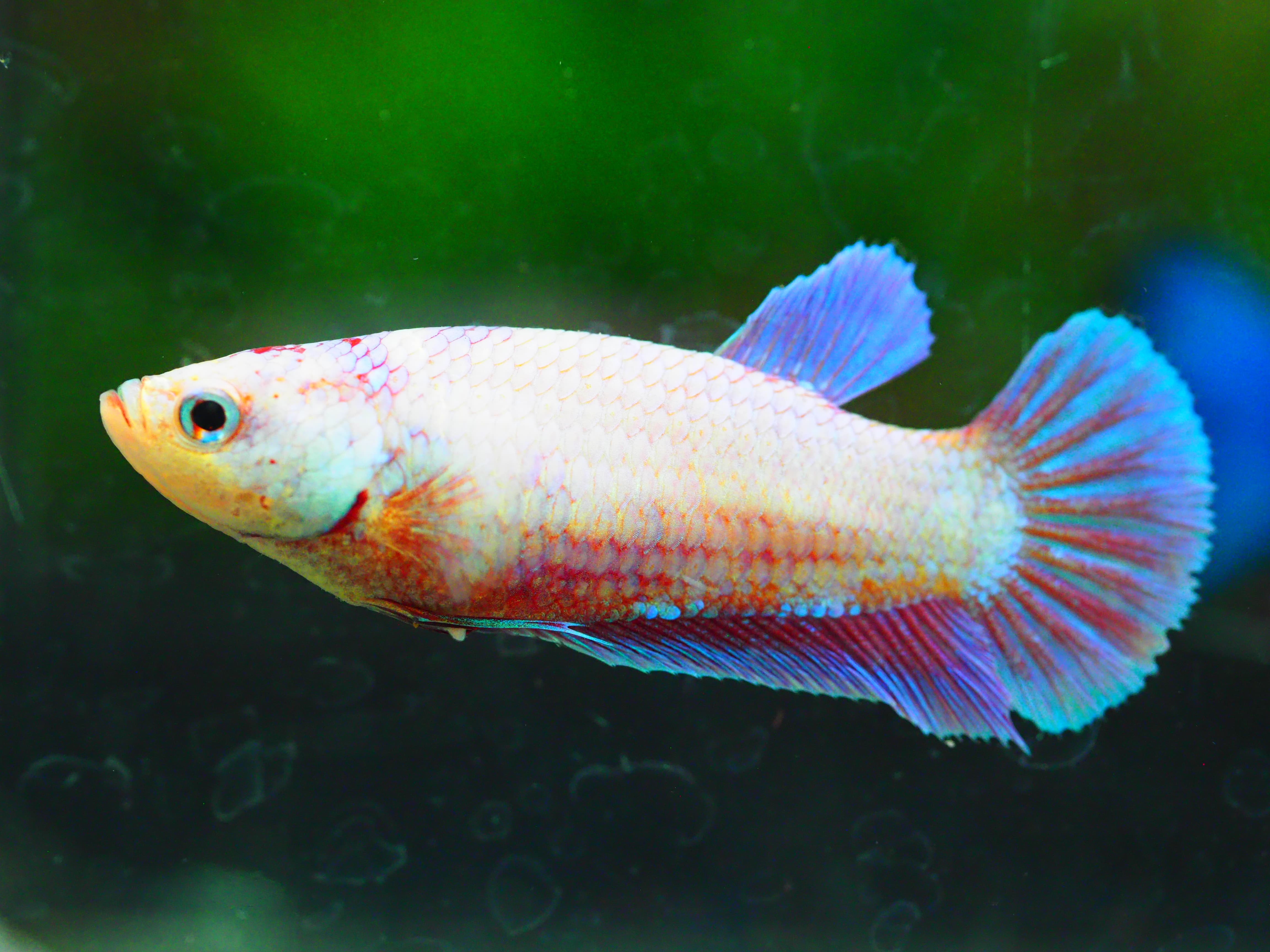 HMPK FANCYFN MALE GRADE A +++