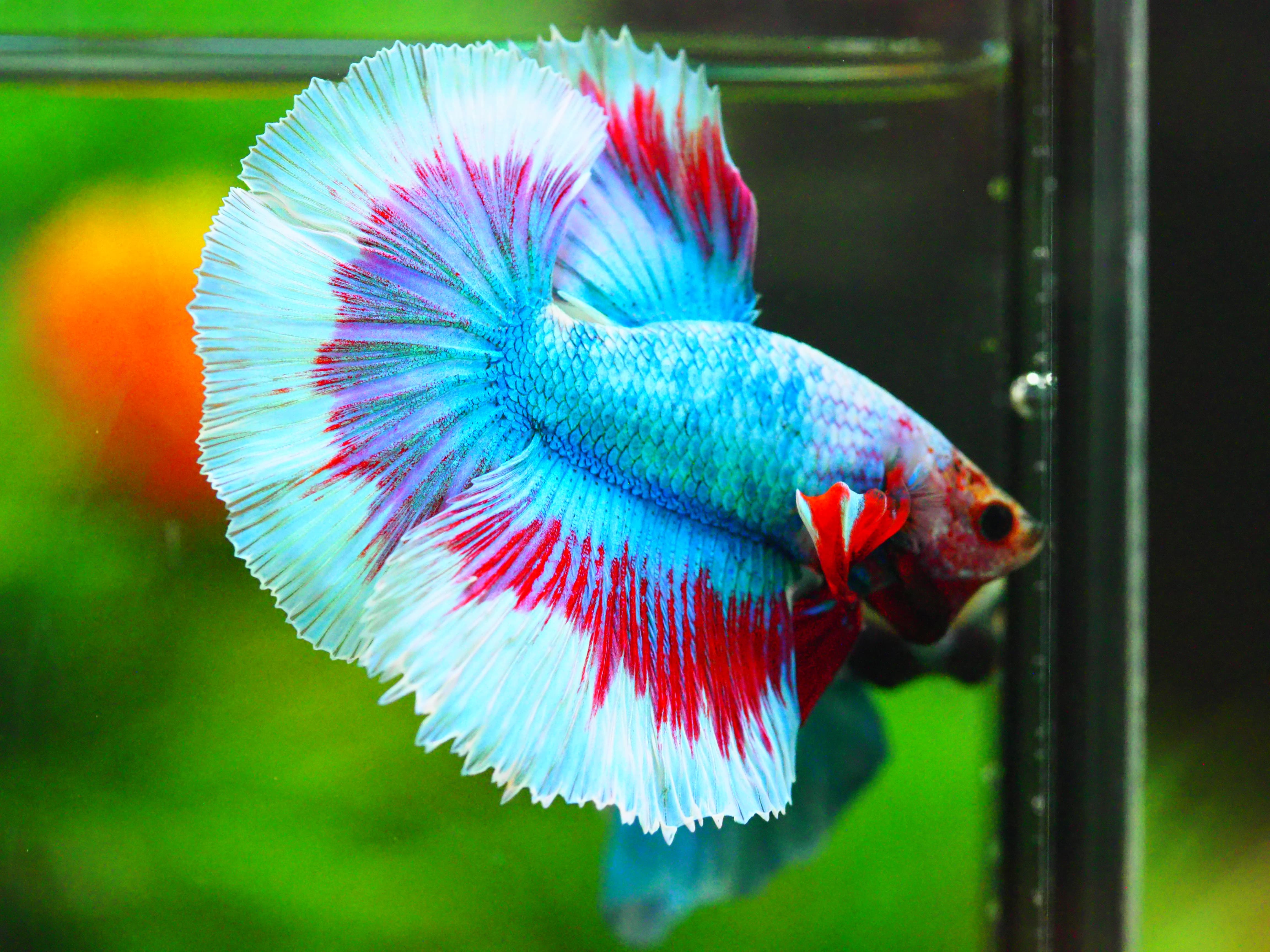 HM FANCY MALE GRADE A +++