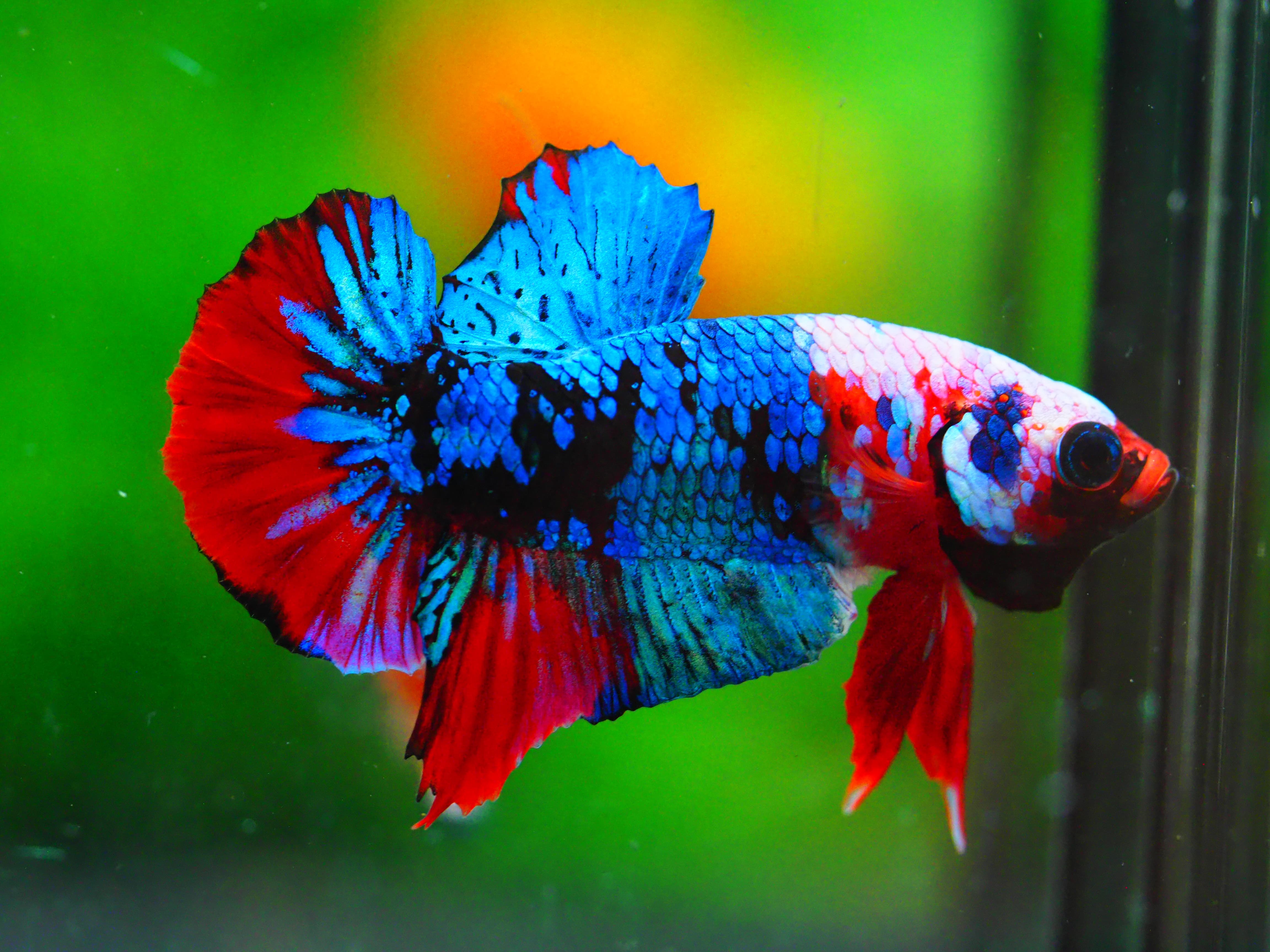 HMPK KOI GALAXY MALE GRADE A +++