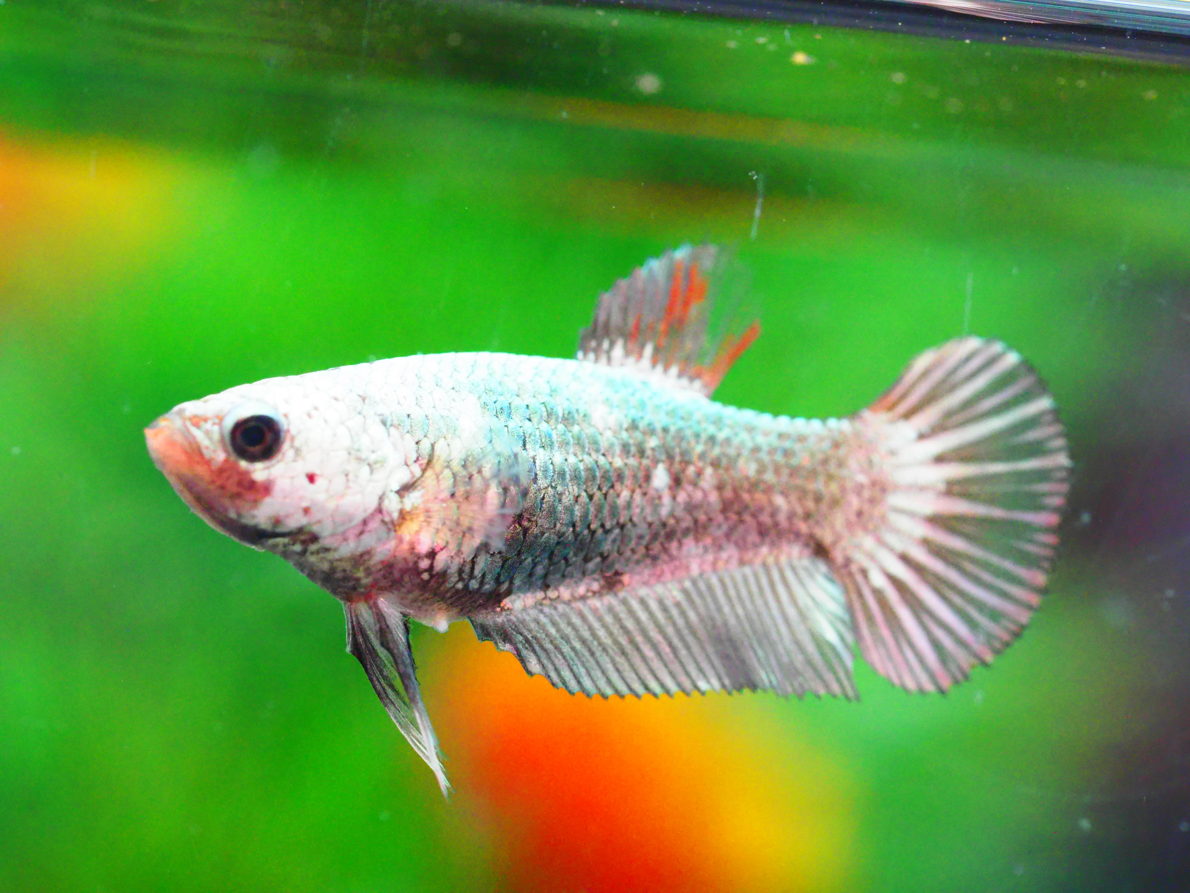 HMPK FANCY MALE GRADE A +++