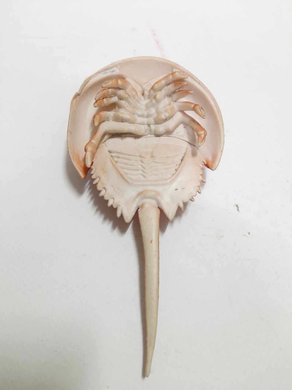 ฟิกเกอร์ ซอฟ #แมงดาทะเล ลงสีสำเร็จขนาดตามรูป มือสองสภาพดี ไม่มีตัวปั๊ม มีรอยบ้าง