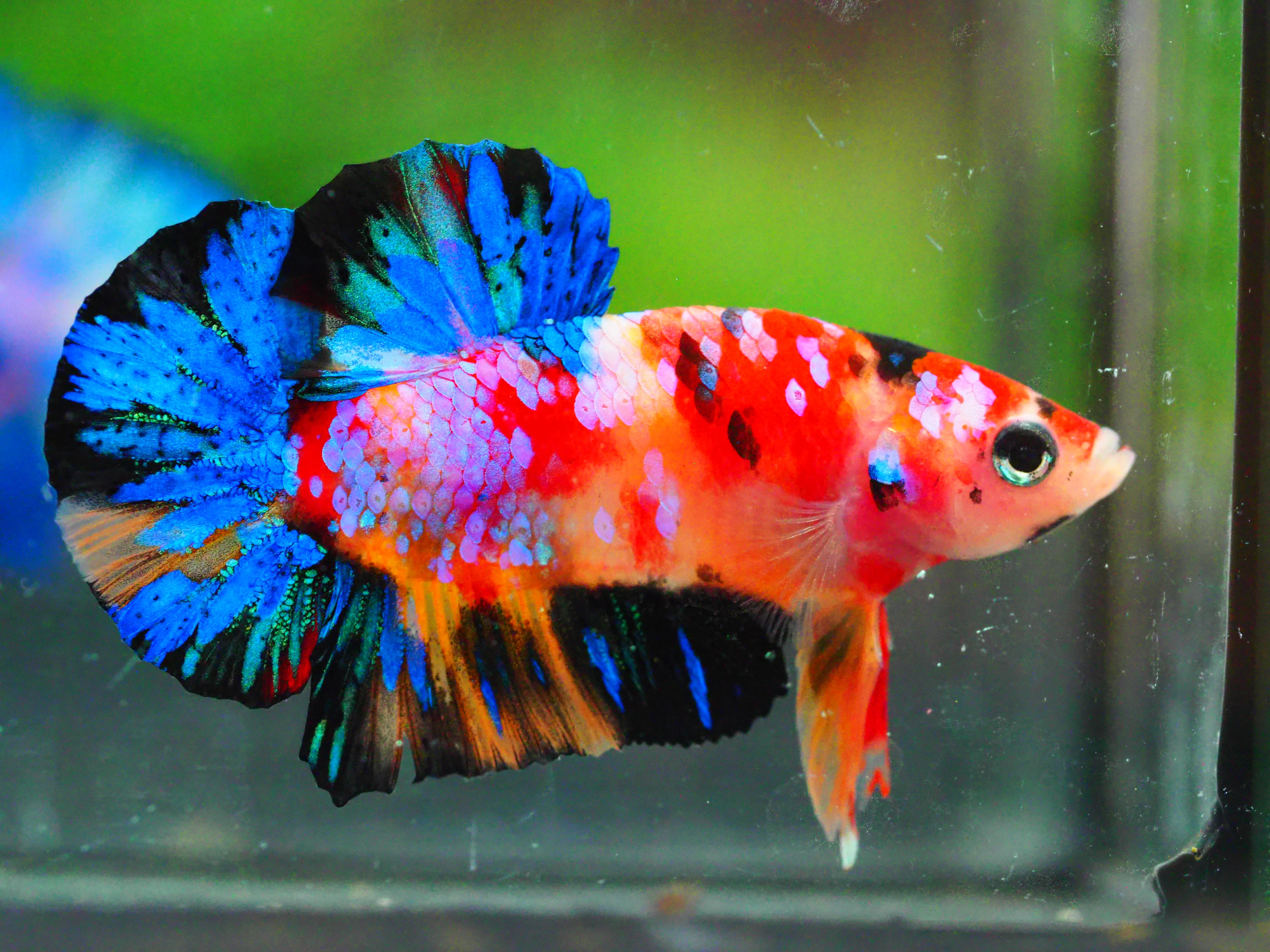 HMPK NEMO GALAXY MALE GRADE A +++