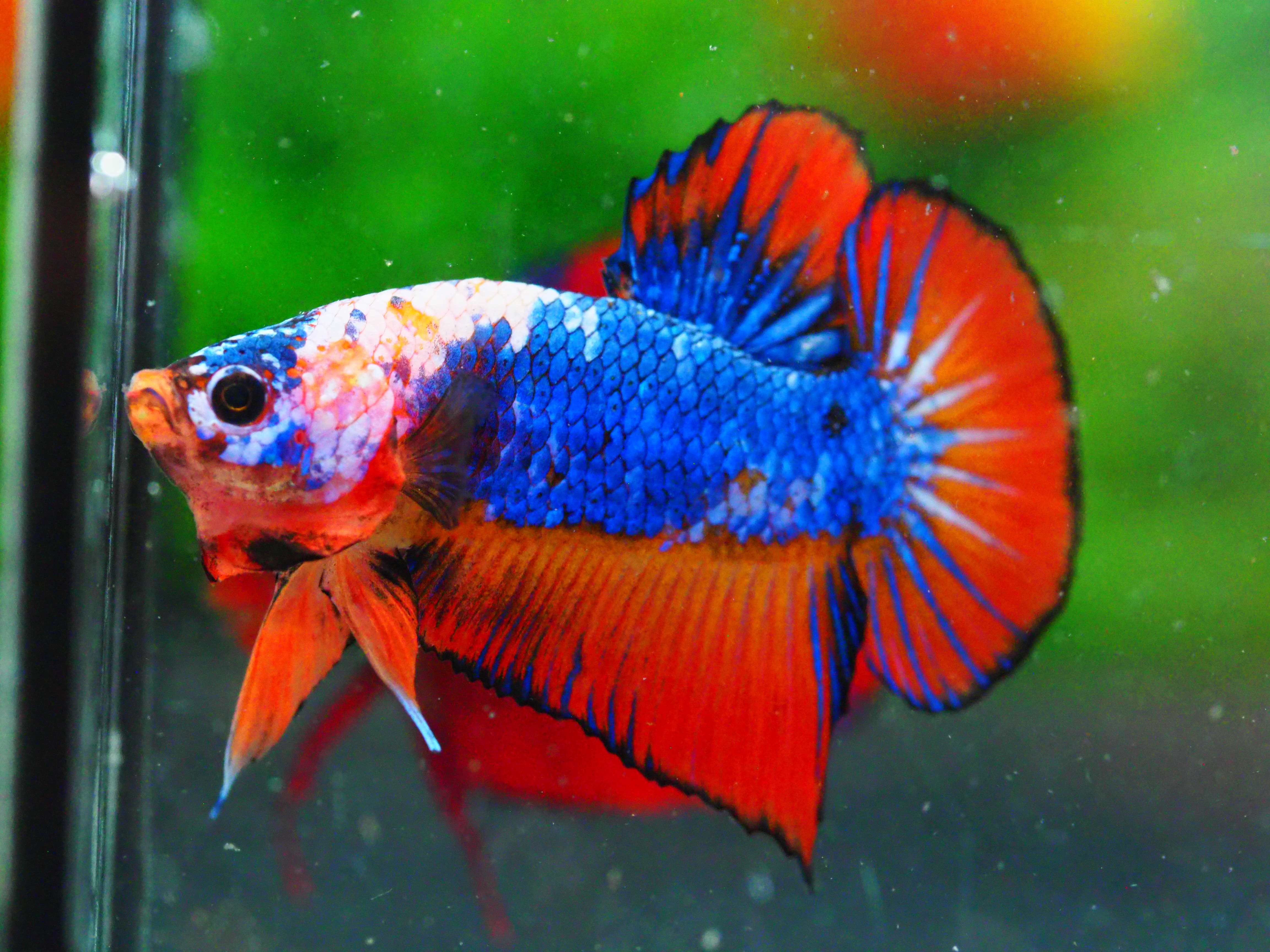 HMPK FANCY MALE GRADE A +++