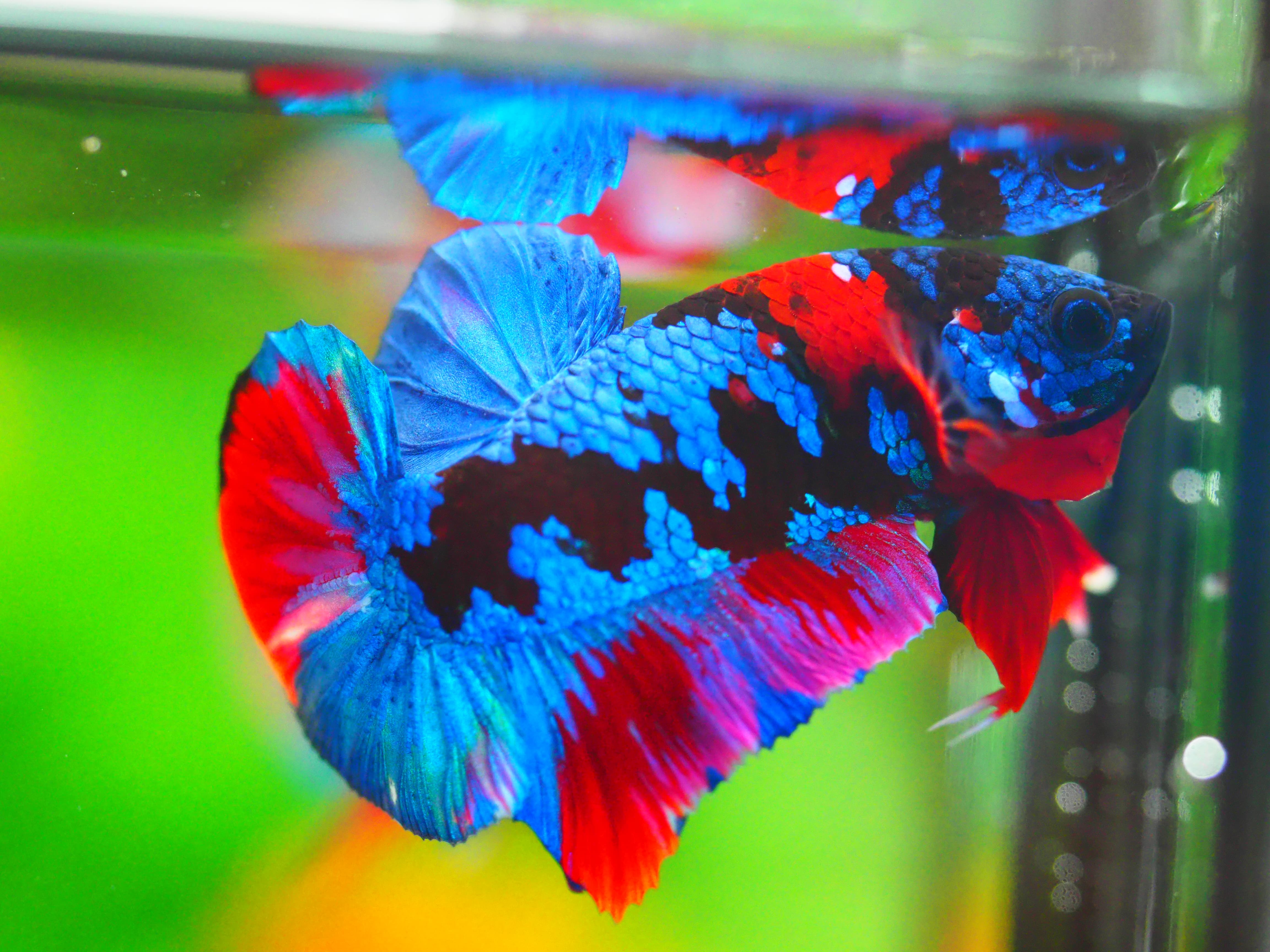 HMPK KOI GALAXY MALE GRADE A +++